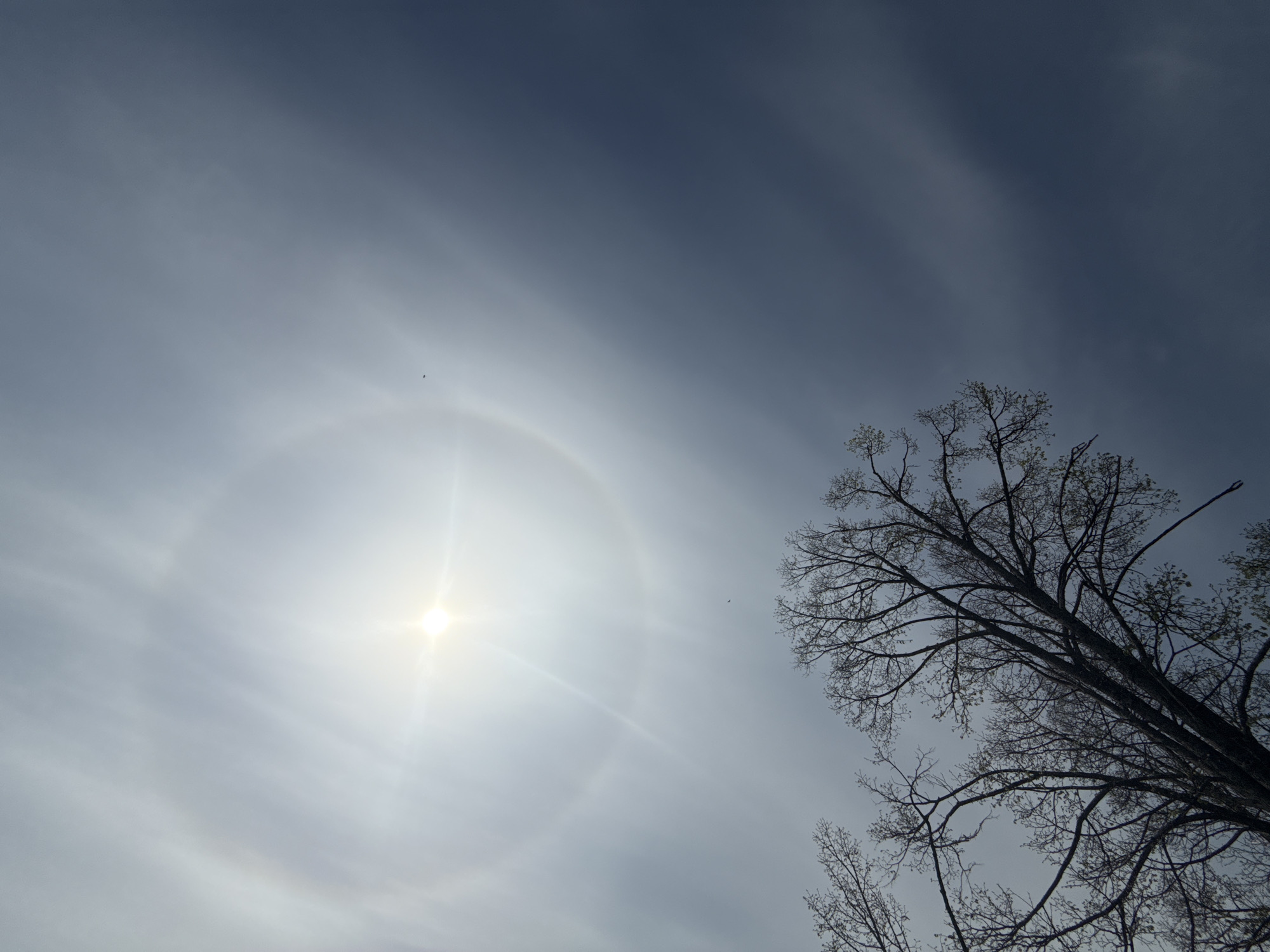 The image depicts a low-angle view of the sky in Nizhnyaya Chermoda, Russia. The sky is mostly light blue with some wispy clouds. A solar halo is visible around the sun, which appears as a bright white spot. A bare tree with thin branches occupies the lower right corner of the image. There's what looks like a small flying bird visible at the upper left of the sun.