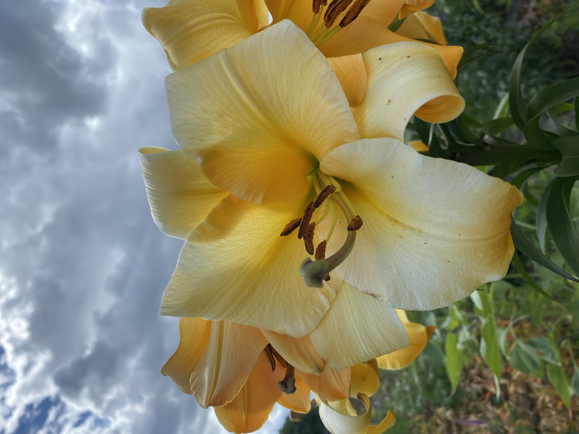 A close-up, low-angle shot captures a cluster of yellow lilies in full bloom against a backdrop of a cloudy sky. The lilies, with their large, trumpet-shaped petals, are the primary focus. Some petals are a vibrant yellow, while others transition to a pale cream or white, with subtle veins and speckles visible. The stamens, tipped with brown pollen, protrude from the center of the flowers. The leaves of the lilies are a deep green, providing a contrasting color to the bright blooms. In the background, out of focus, are hints of more greenery and what appears to be dry foliage. The sky above is filled with dramatic, dark gray clouds, interspersed with patches of lighter sky, suggesting a potentially overcast or stormy day. The scene is not identifiable as being specifically in the city of Buk, Poland.
