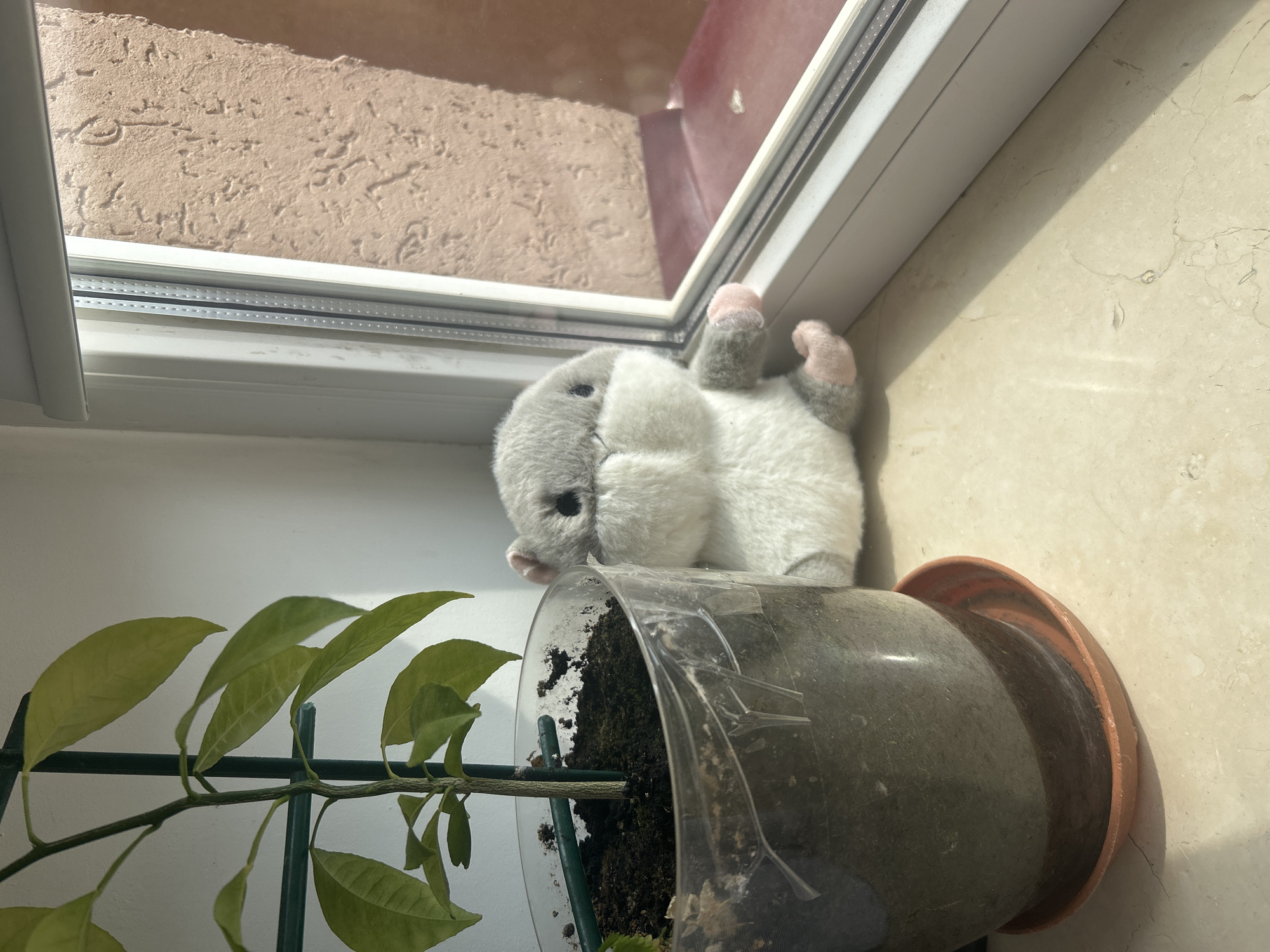A stuffed chinchilla lies on its back on a windowsill. The chinchilla is mostly white with gray ears and a gray patch over its eyes. Its feet are a light pink color and are splayed upwards. Behind the chinchilla, a window shows a textured, light brown wall outside, suggesting an outdoor environment. The windowsill itself is a light beige marble or laminate material.
In the foreground, a green plant in a clear plastic pot is visible. The pot is filled with dark soil, and the plant has several green leaves. The plant appears to be supported by green stakes. The pot is placed inside a reddish-brown saucer. The overall lighting suggests it is daytime, with sunlight casting shadows across the windowsill and wall. The scene appears to be indoors, near a window. There is no visible text in the image.
