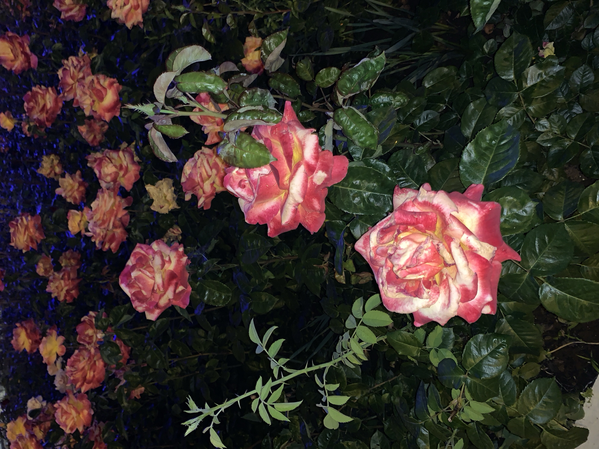 A low-angle shot captures roses in full bloom. The roses feature a color palette of red, white, and yellow. The roses are surrounded by green leaves. A thorny branch runs diagonally from the bottom center to the left. The setting is a garden.