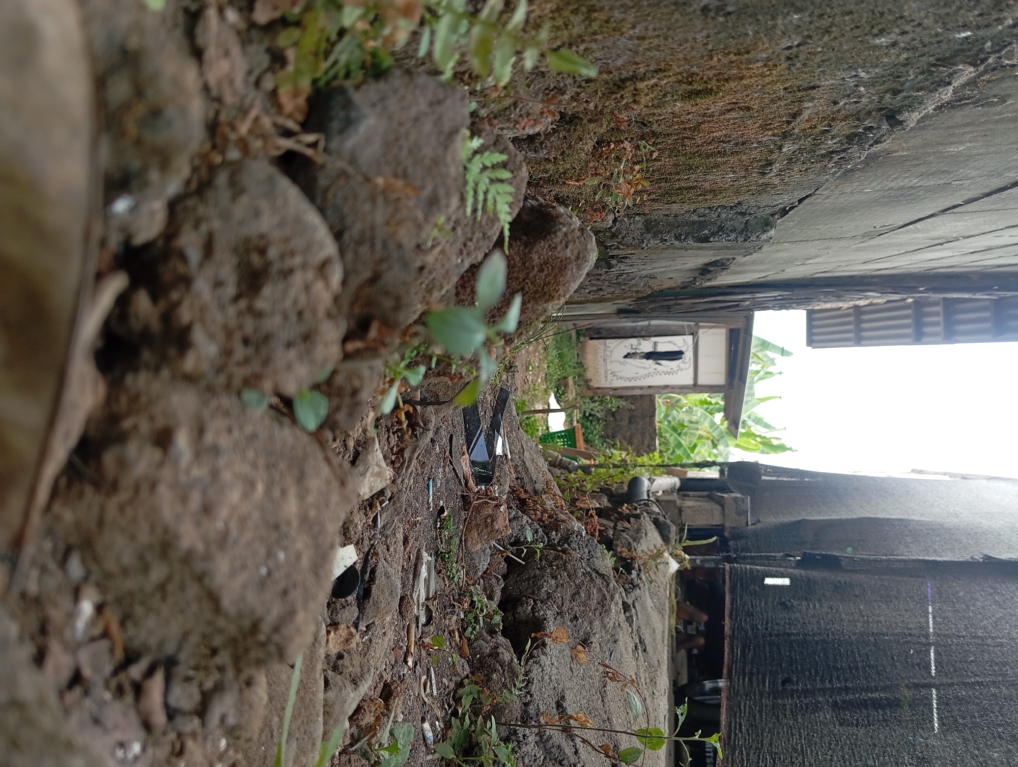 The image depicts a narrow alleyway between two structures, with lush greenery and scattered debris on the ground. The left side of the alley is bordered by a textured, moss-covered concrete wall. On the right, a structure covered with black mesh fabric is visible, with hints of human presence underneath. The ground is uneven, composed of dirt, rocks, and various discarded items, including what appears to be electronic waste. In the distance, a small, weathered building stands, and banana plants suggest a tropical environment. The scene is likely located in a residential area of Lemahbang, Indonesia, characterized by its dense vegetation and simple construction.