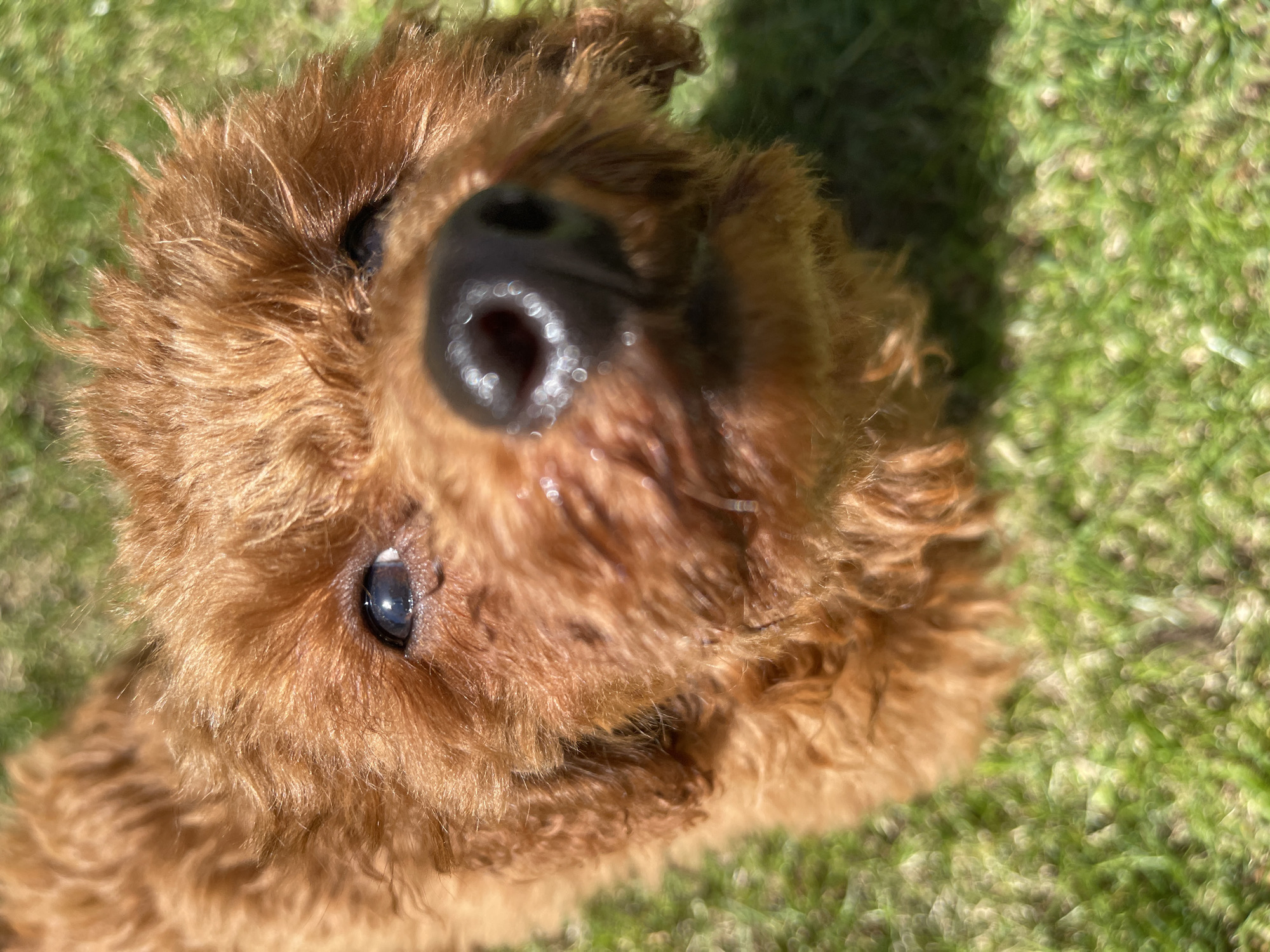 A close-up, high-angle shot features the face of a small, reddish-brown dog, likely a poodle or doodle mix, set against a blurred green background. The dog's fluffy, curly fur is a prominent characteristic. Its dark, wet nose is positioned very close to the camera lens, appearing large and slightly distorted, with highlights indicating moisture. The dog's dark, expressive eyes gaze upwards towards the camera, reflecting small points of light and conveying a sense of curiosity and alertness.
The background consists of highly blurred vibrant green grass, suggesting an outdoor setting in Sofia, Bulgaria. The strong natural light indicates it is daytime, with clear shadows suggesting bright, direct sunshine. The dog appears engaged, possibly looking up at the person taking the photograph from the ground. No human subjects, man-made objects, or text are visible in the image. The dog's overall appearance suggests a playful and inquisitive demeanor.