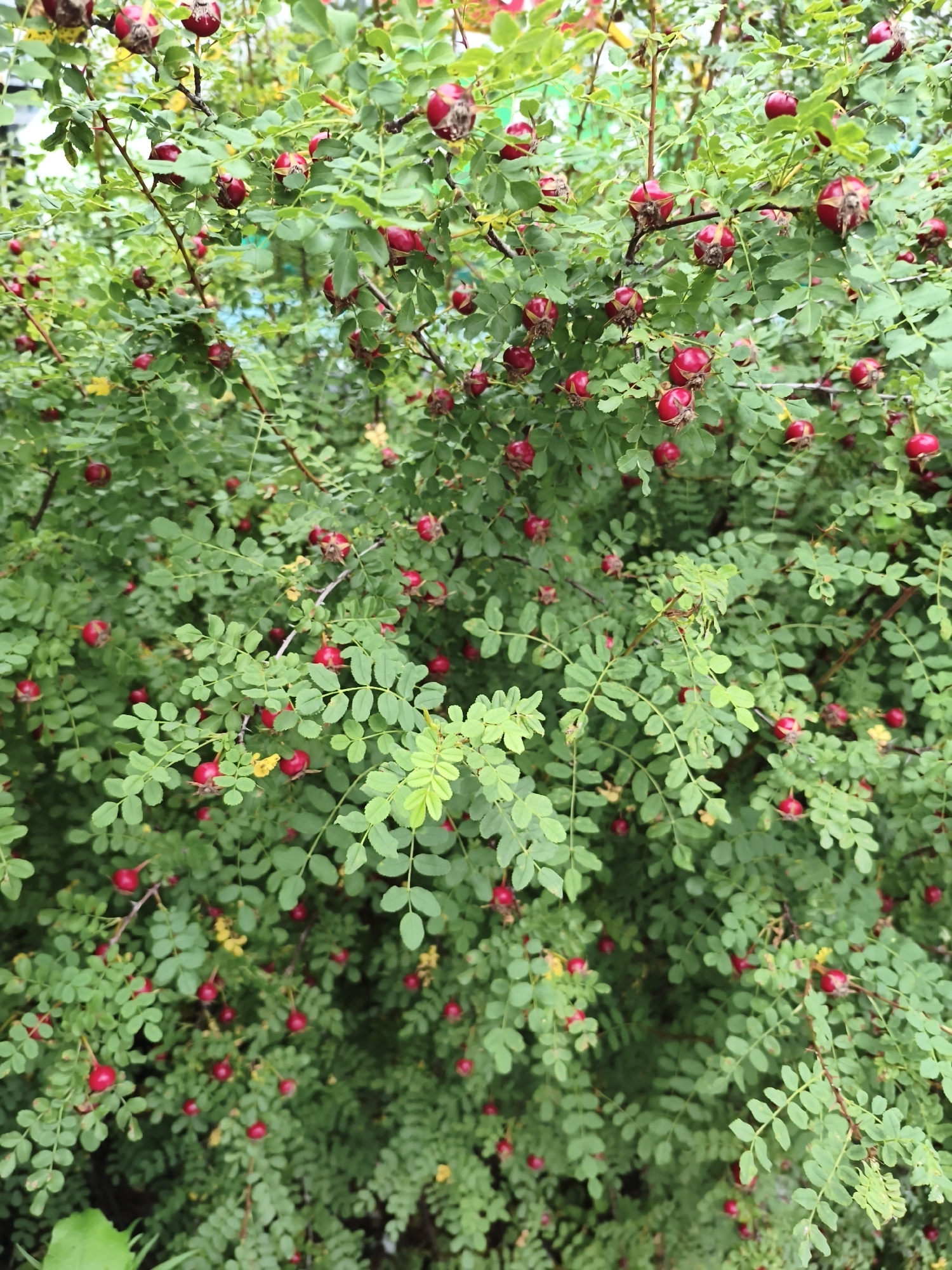A dense shrub with bright green leaves and numerous small, red, round rose hips is shown. The rose hips are in various stages of ripeness, some appearing slightly dried at the tops. The bush is lush and full, with branches extending in multiple directions. The lighting suggests it is daytime, with natural light illuminating the scene. The background is softly blurred, indicating a shallow depth of field, but hints at other foliage and possibly a structure or fence. The image appears to be a close-up view of the rose bush, emphasizing its natural beauty and abundant fruit. The location is the Jiguan District, China.