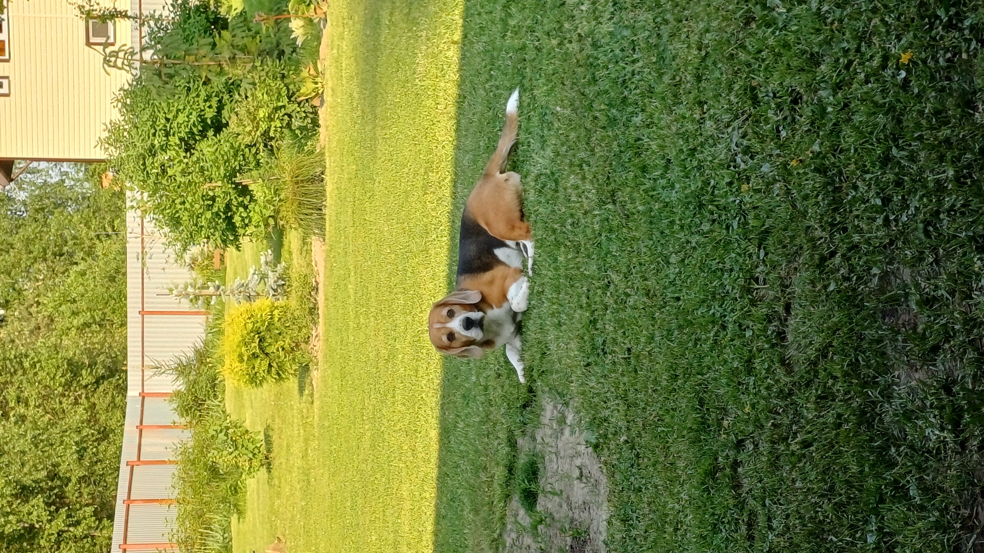 The image depicts a beagle lying in a grassy lawn. The lawn is divided into a darker, shadier area on the right and a sunlit, lighter area on the left. The beagle is positioned where the two areas meet, partially in the shade. A white-tipped tail is visible. The beagle is looking directly at the camera. In the background, a fence is visible, with green trees and bushes behind it. A house can be seen in the upper left of the frame. The location is Timokhovo, Russia.