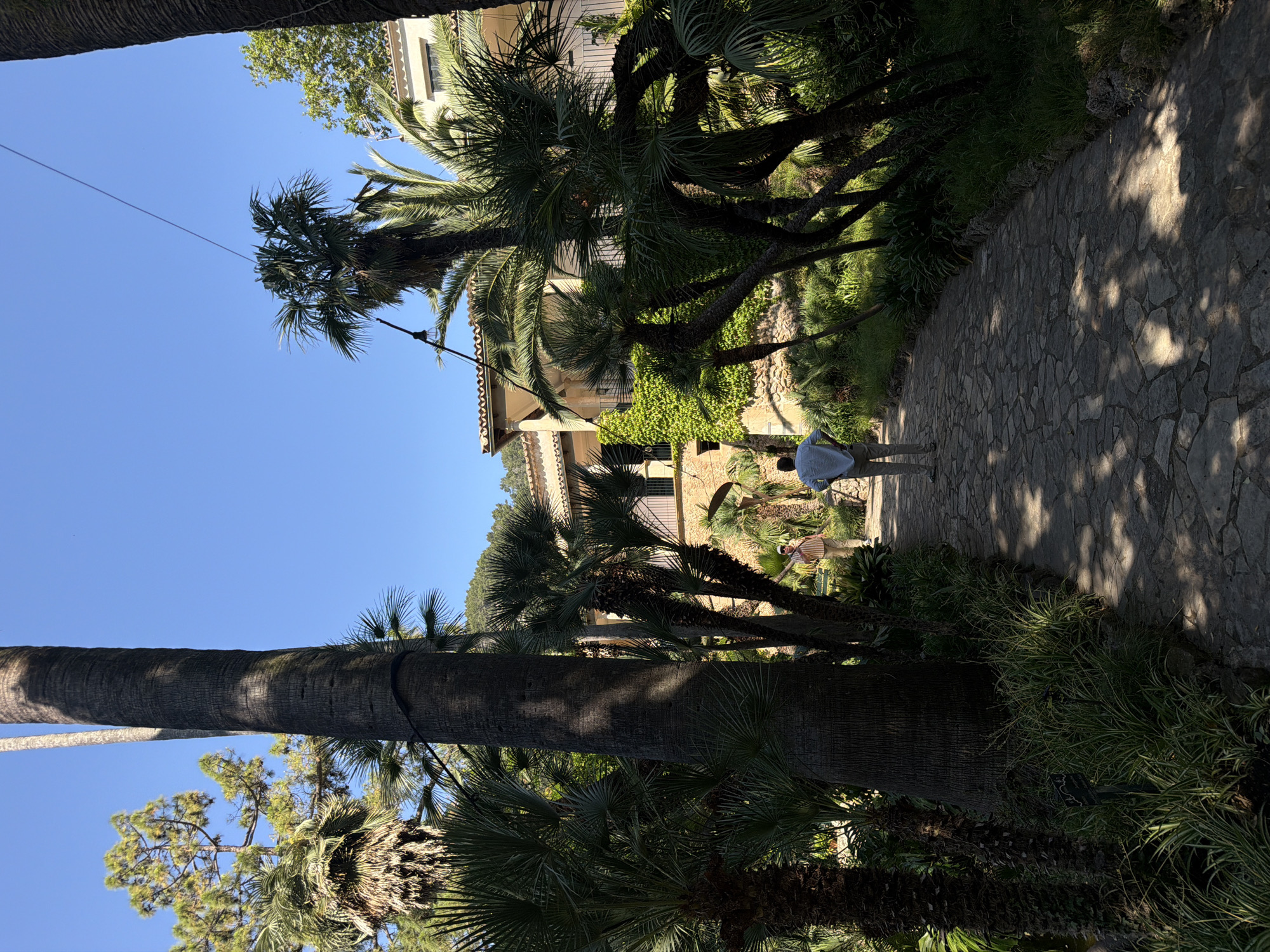 The image depicts a stone pathway in the Jardines de Alfabia, Bunyola, Spain, flanked by palm trees and lush vegetation. A person wearing a light blue shirt and khaki pants is walking away from the viewer on the path. The house is located along the side of the path behind some palm trees and is covered with greenery on the outside of the wall. The sky is visible above the trees, and a power line stretches across the upper left portion of the frame.