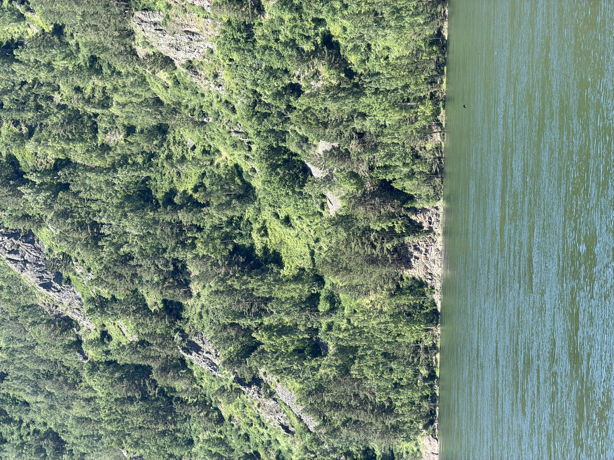 The image shows a wide, green river in the foreground, with choppy water reflecting the sunlight. In the background, a steep, tree-covered mountainside rises dramatically from the riverbank. The mountainside is densely packed with various types of trees, predominantly deciduous and coniferous, in various shades of green. Rocky outcrops and patches of exposed earth are visible amongst the foliage. The sky is not visible in the image. The scene is likely a natural landscape near Divnogorsk, Russia, known for its mountainous terrain and the Yenisei River. There are no people or visible man-made structures. A single black bird is in flight over the river, slightly off-center to the right.