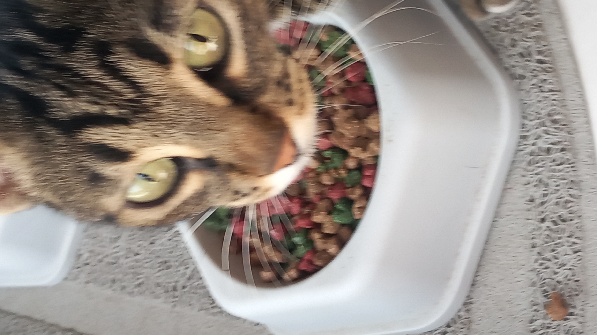 A close-up, slightly blurred indoor shot shows a tabby cat eating from a white food bowl filled with kibble. The cat's face is the primary focus, with its bright green eyes prominent and its nose and mouth partially obscured by the food. The kibble appears to be a mix of brown, green, and red pieces. The food bowl is resting on a textured grey mat. The background is out of focus, showing hints of a white surface. The image is undated and its exact location in Άγιος Νεκτάριος, Greece, is not discernible from the visual information provided.