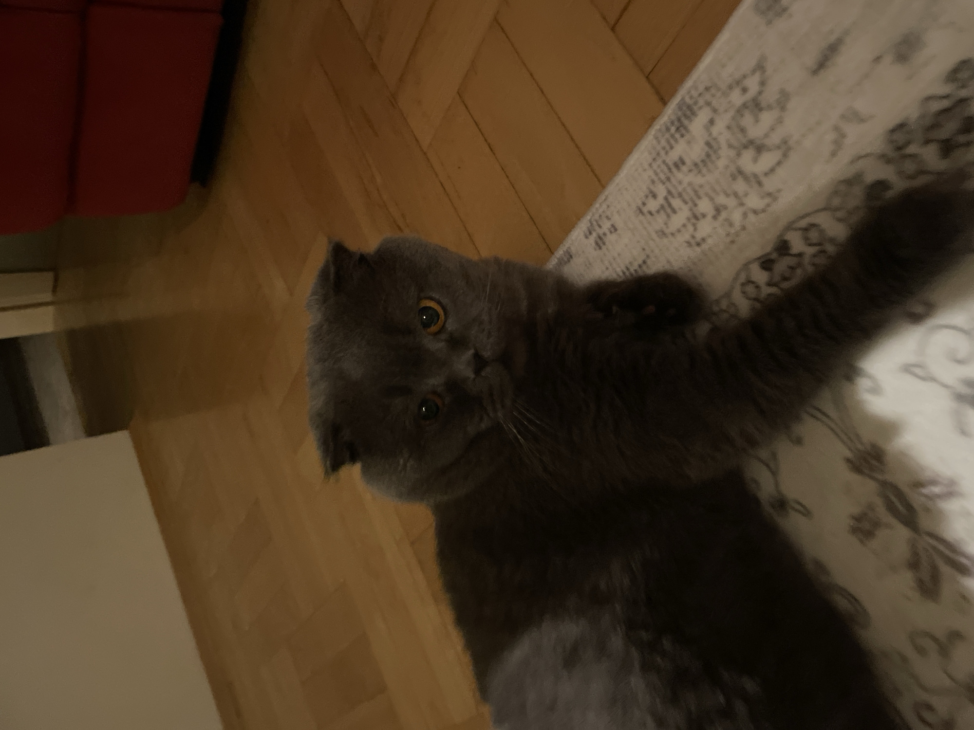 A gray Scottish Fold cat is lying on a patterned rug, with its head towards the left of the frame. The rug is on a wooden floor. In the background, there is a red sofa and a white surface. The location is an interior setting.