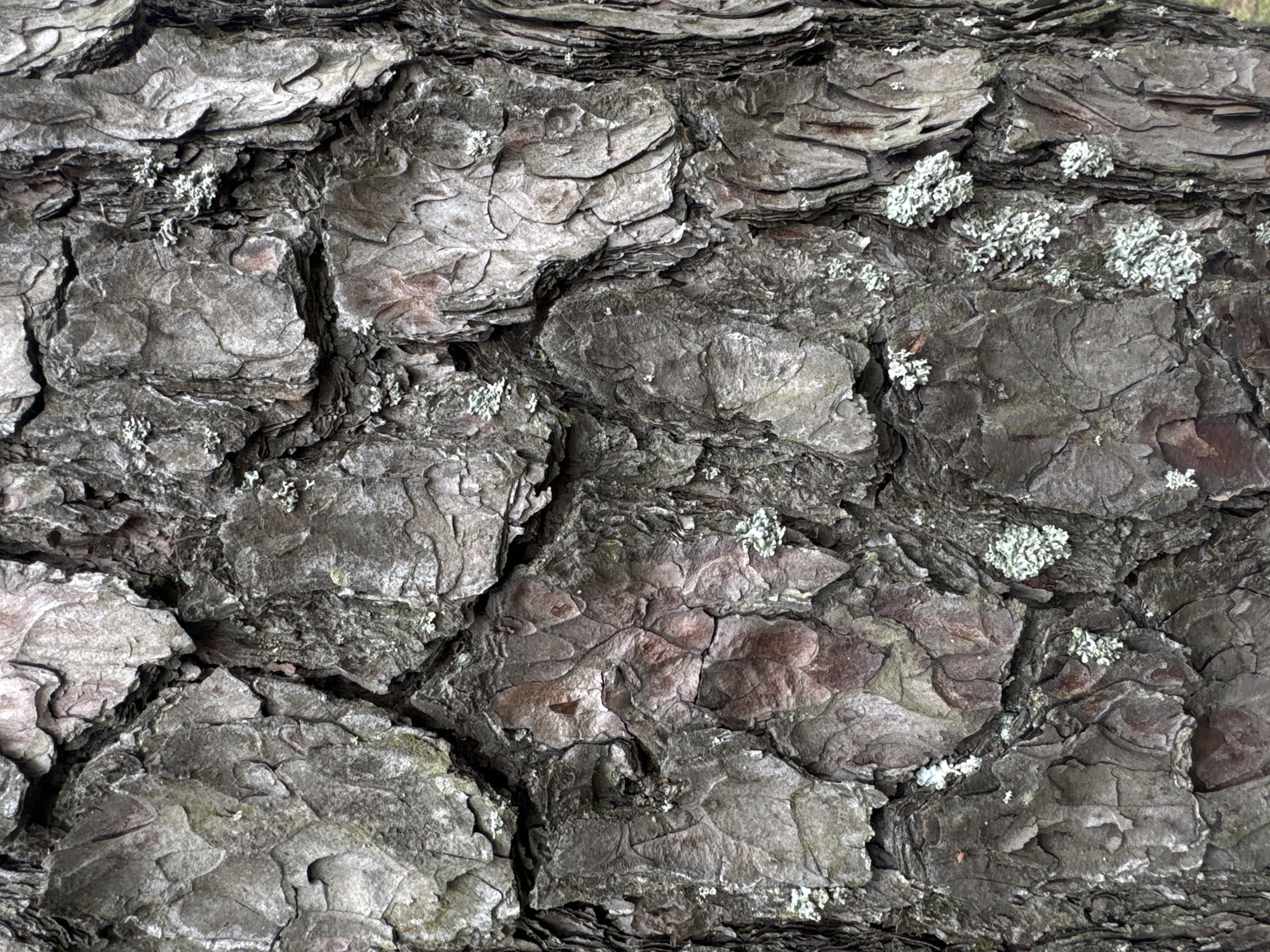 The image is a close-up, full-frame photograph of tree bark. The bark is rough and textured, with deep fissures and irregular, plate-like scales. The color palette consists primarily of grays, with some areas showing a reddish-brown undertone. Small patches of light green lichen are scattered across the surface of the bark. The lighting appears even, suggesting an overcast day or diffused light. There are no people, animals, or man-made objects visible in the image. The scene is a natural surface of a tree.