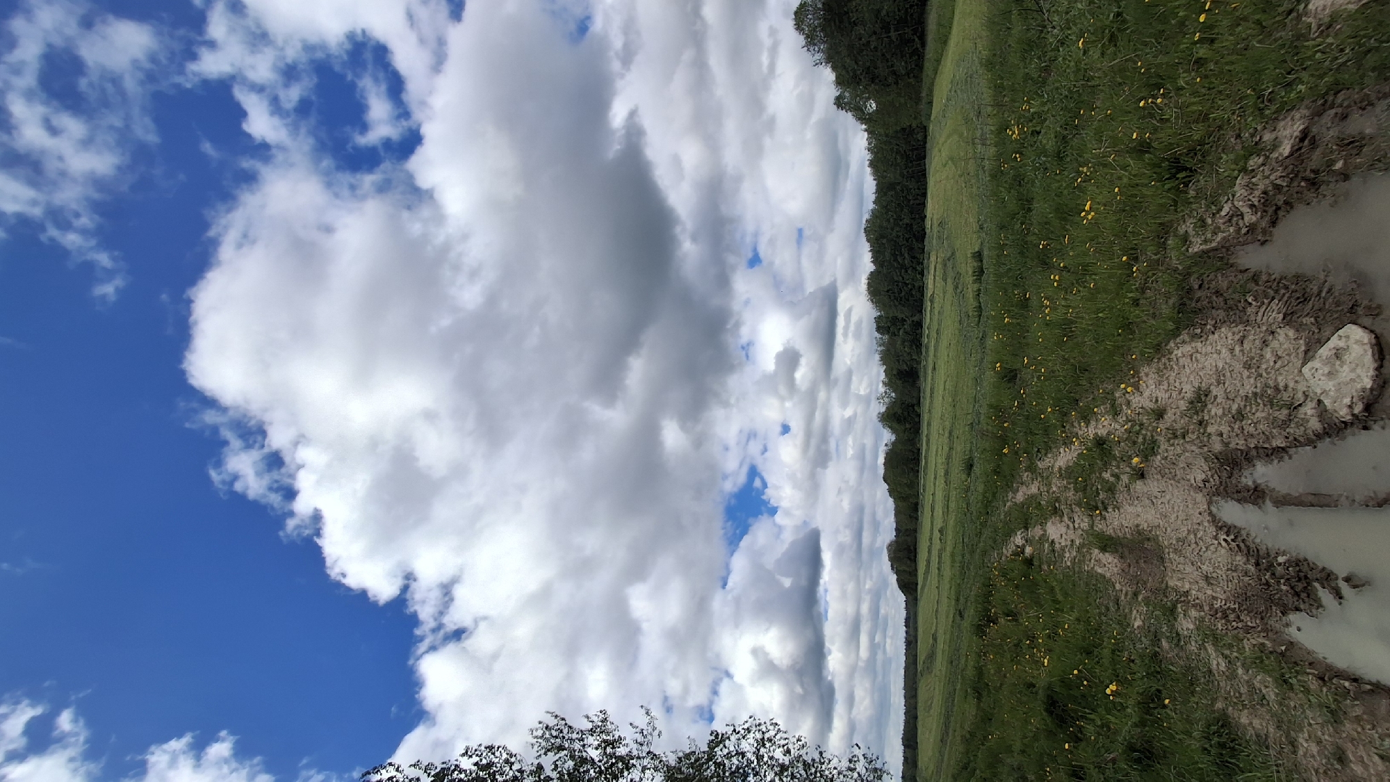 The image shows a landscape scene in Петрово (гатчинский), Russia. The foreground features a muddy track or path with pools of water, partially obscured by a rock. Green grass and yellow wildflowers dot the landscape beside the path. A line of trees forms the horizon. The sky is filled with clouds, with patches of blue visible. The image is rotated, placing the sky on the left and the land on the right.