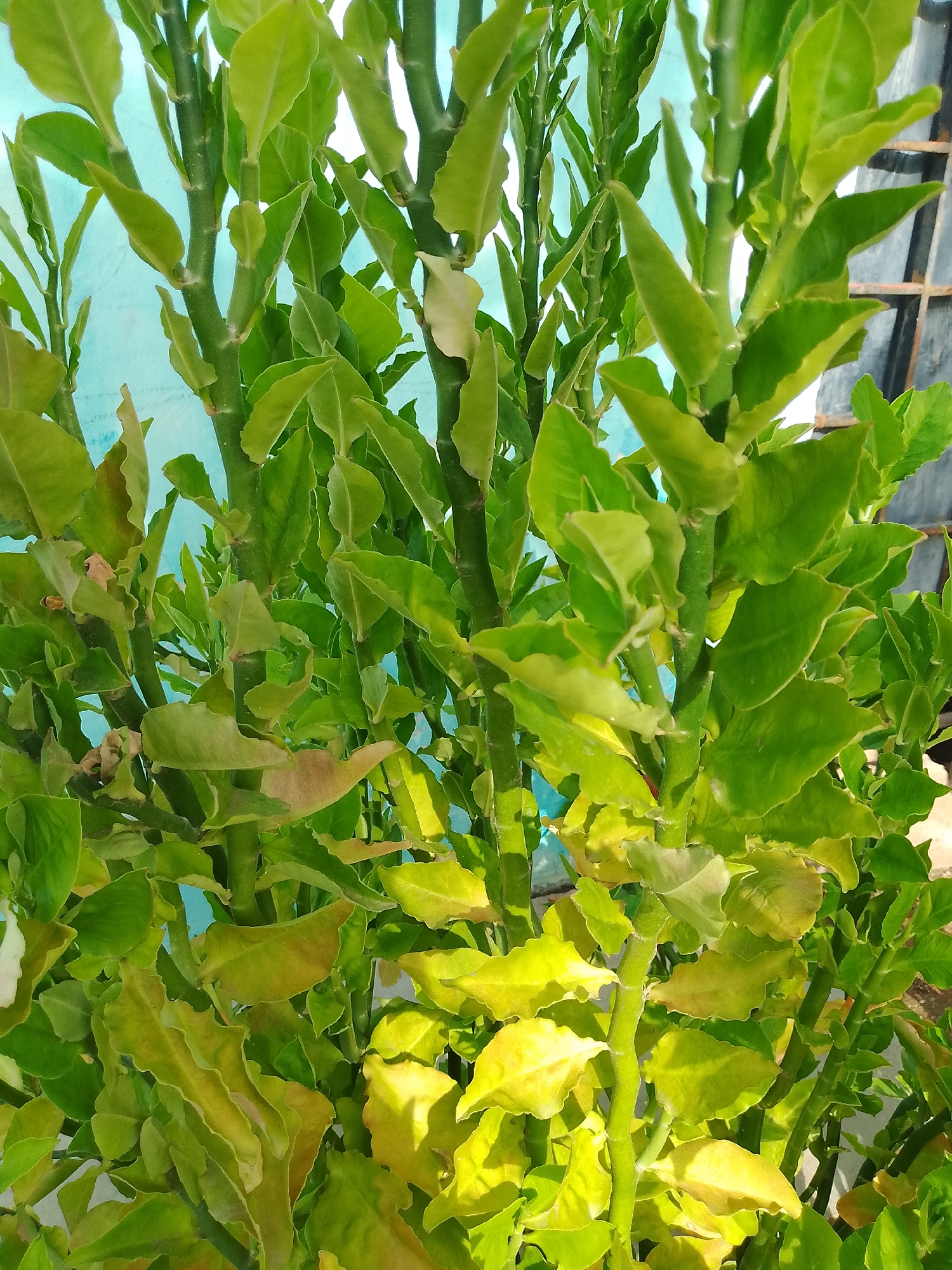 This image is a close-up, eye-level, vertical shot of a dense cluster of green, fleshy plants with a light blue wall in the background and a glimpse of a wire fence on the right. The plants are upright and branching, with thick, segmented stems and broad, oval-shaped leaves that are a vibrant green, transitioning to yellow in some areas, particularly towards the bottom of the frame, suggesting variations in sunlight exposure or plant health. The lighting suggests it is daytime, with the sun casting shadows and highlighting the textures of the leaves and stems. There are no people, animals, or any other discernible objects present beyond the plants, wall, and fence. The scene is natural and still, with the focus entirely on the botanical subject. There is no specific information in the image to determine its location within the city of Altagracia, Venezuela, other than it appears to be an outdoor setting.