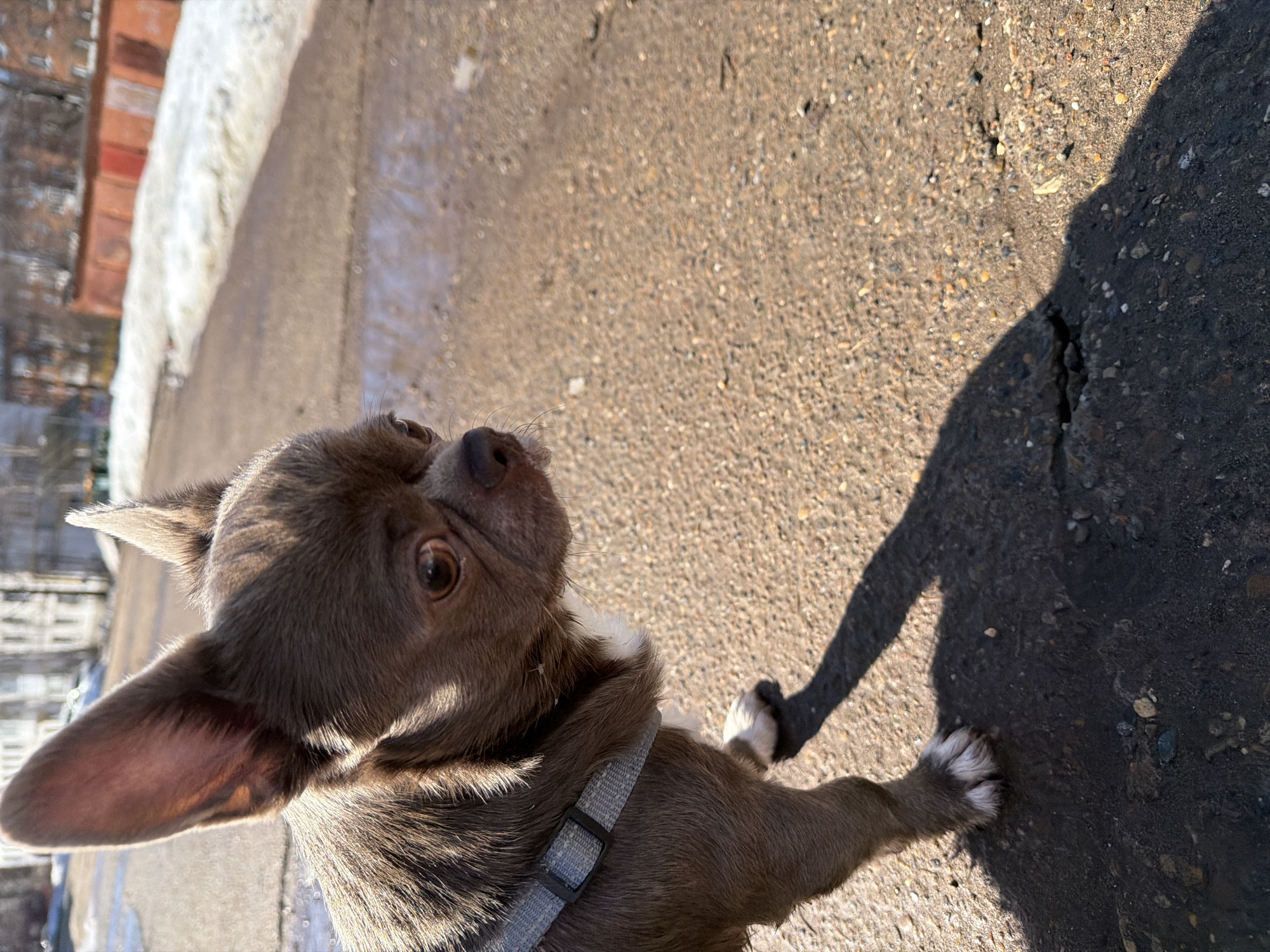 The image shows a small, brown Chihuahua-like dog with white paws and a grey harness standing on a concrete surface. The dog is looking upwards and to the left of the frame. A shadow of a person or object is cast on the right side of the concrete. In the background, there's a building with some snow and exposed brick. The location is Votkinsk, Russia. The concrete is likely a sidewalk or street surface. The dog is the primary subject of the image. The interaction depicted is the dog standing on the concrete. The environment is an outdoor urban setting.