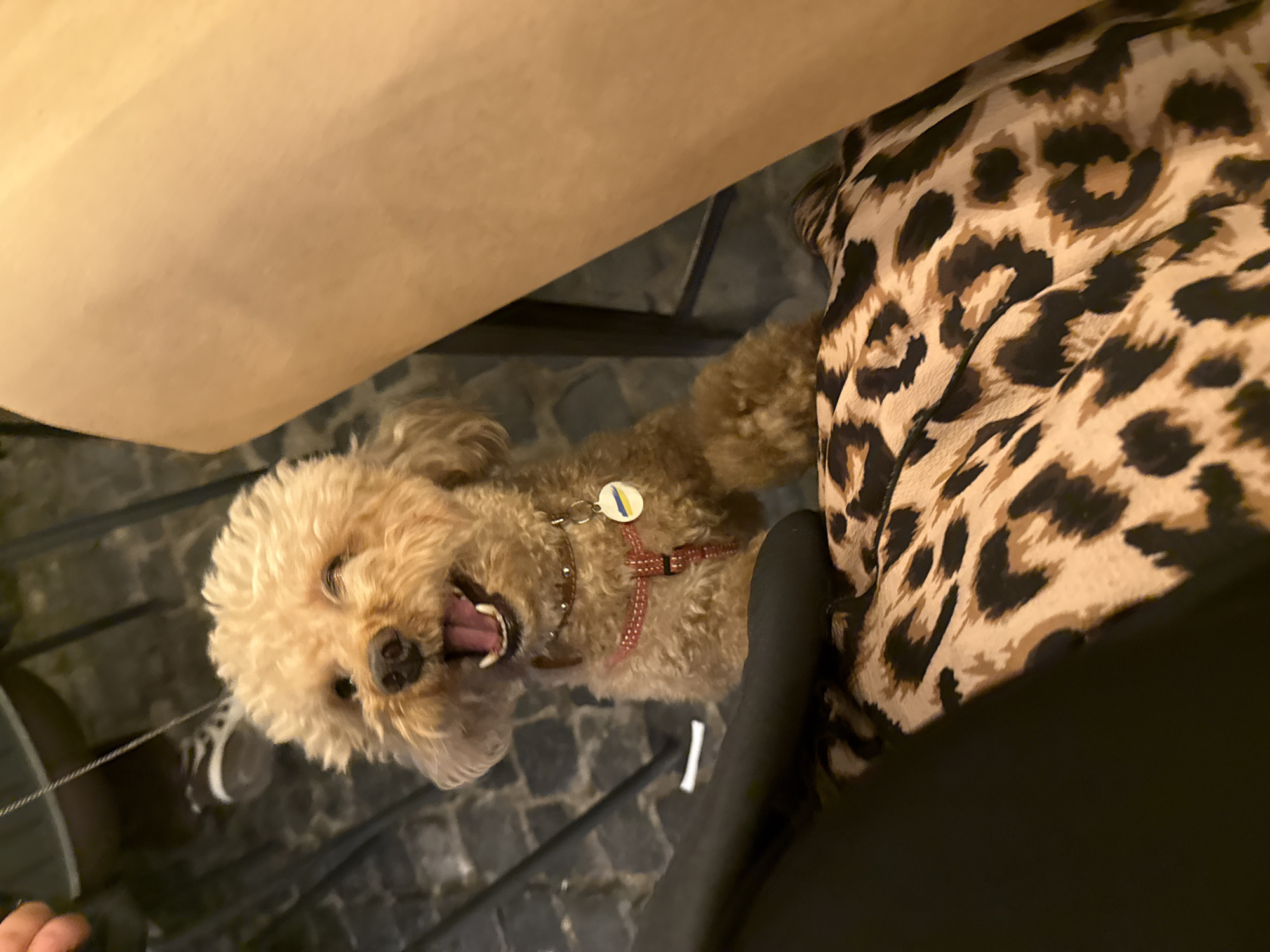 The image depicts a small, light brown dog, possibly a poodle mix, wearing a red harness and a collar with a circular tag. The dog is looking directly at the camera with its mouth open, appearing to be panting or smiling. It has its right eye winking. The dog is positioned in what appears to be an indoor setting, possibly a cafe or restaurant, with a cobblestone-like floor visible in the background. To the right of the dog, a person's bare leg is visible, and in the foreground, a patterned fabric, likely clothing with a leopard print, is prominent. The overall lighting suggests an ambient indoor environment. The location of Lviv, Ukraine is not discernible from the visual information present in the image.
