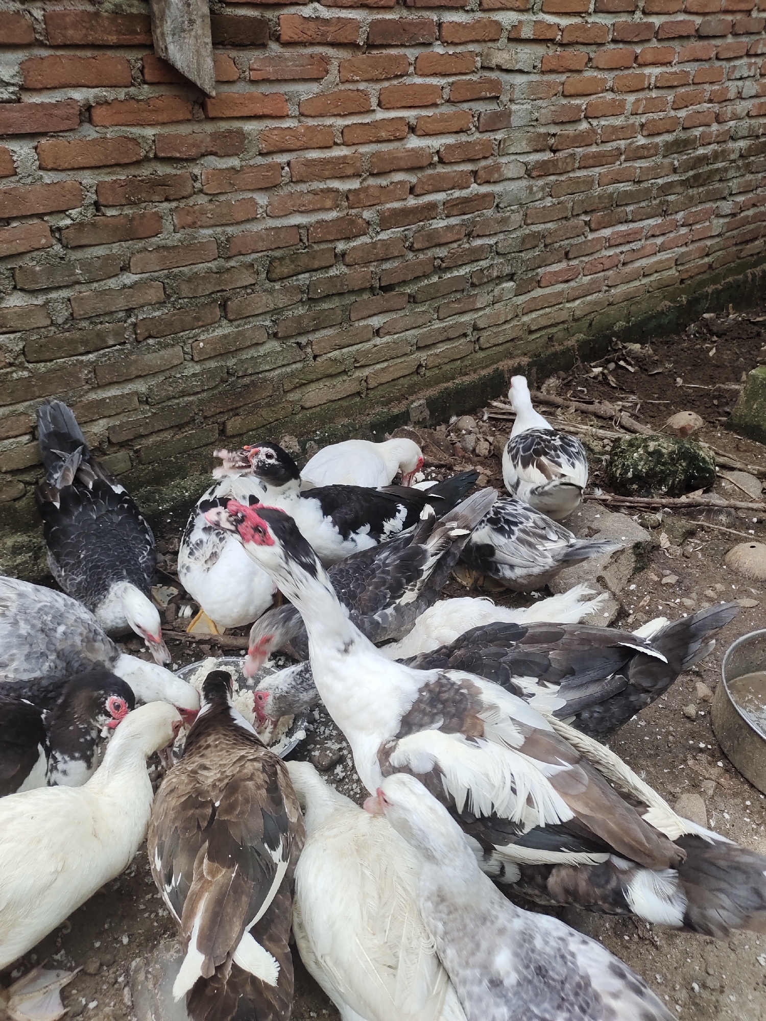 A flock of domestic ducks are gathered around a feeding dish in an outdoor enclosure. The enclosure is bordered by a rough brick wall. Several ducks are white with black markings, others are brown and white, and some are predominantly black with white accents. They are actively eating from the dish, which contains a light-colored food substance. The ground is covered with dirt, small stones, and some dry leaves. A metal bucket is partially visible in the lower right corner. The overall scene suggests a farm or rural setting.
