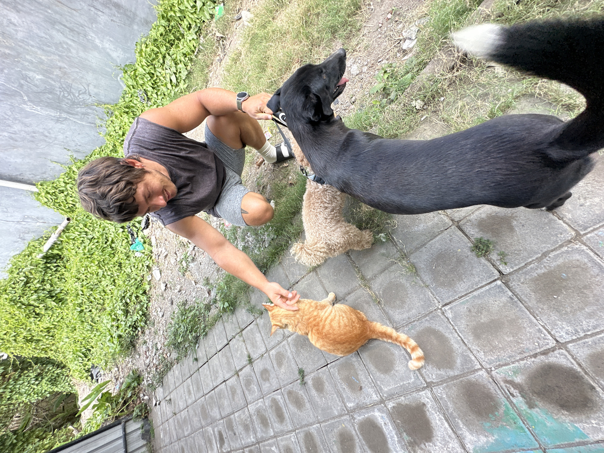 In North Kuta, Indonesia, a man is crouched on a paved pathway, reaching out to pet an orange tabby cat. Beside the cat is a small, light brown poodle-like dog. A black dog, leashed and held by the man, stands in the foreground, looking to the right. The background consists of a gray concrete wall partially covered by dense green foliage and a gravelly, overgrown area.