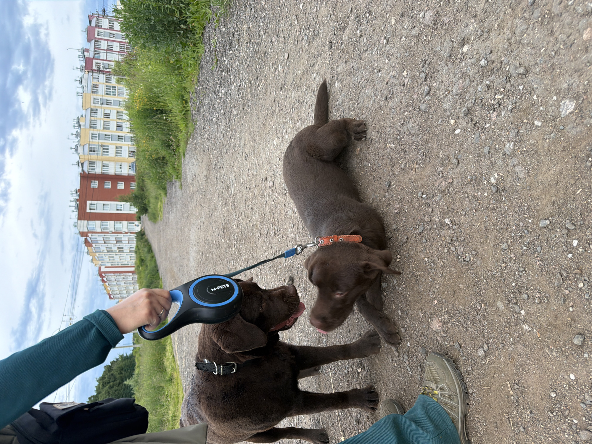 This media file depicts two brown Labrador puppies on a gravel path in Chyorna, Russia. One puppy is lying down facing away from the viewer, while the other stands, looking towards the first puppy and appearing to lick its nose. A person's hand, holding a black retractable leash with a blue handle, is visible in the foreground, attached to the standing puppy's collar. The leash has "M-PETS" printed on it. The background features a line of multi-story residential buildings with colorful facades and a strip of green vegetation between the buildings and the path. The sky is overcast with clouds. The overall impression is a casual outdoor scene, possibly a walk in a residential area.