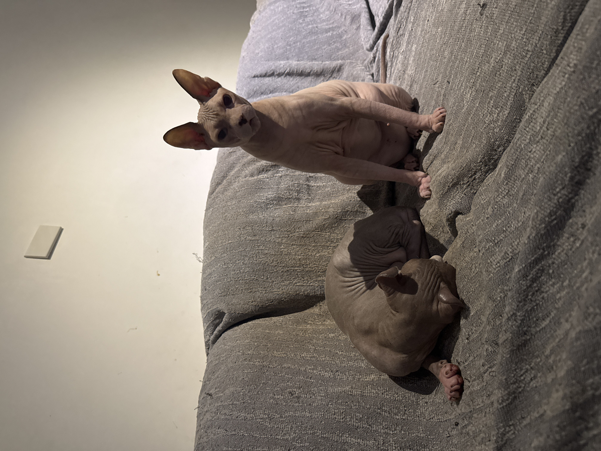 Two hairless cats, possibly Sphynx cats, are situated on a gray textured sofa in an indoor environment. The cat on the right is sitting upright, facing the camera with its ears perked and a neutral expression. Its body is light brown, and its tail is visible extending to the right. The cat on the left is curled up and sleeping, positioned to the left of the upright cat. Its body is a darker shade of brown and appears more wrinkled. The sofa's fabric has a visible weave. Behind the sofa, a plain wall is visible, with a small white rectangular object mounted on it in the upper left quadrant. The lighting appears to be artificial, casting shadows on the sofa and the cats. The overall scene is domestic. The location is Unknown, Unknown.
