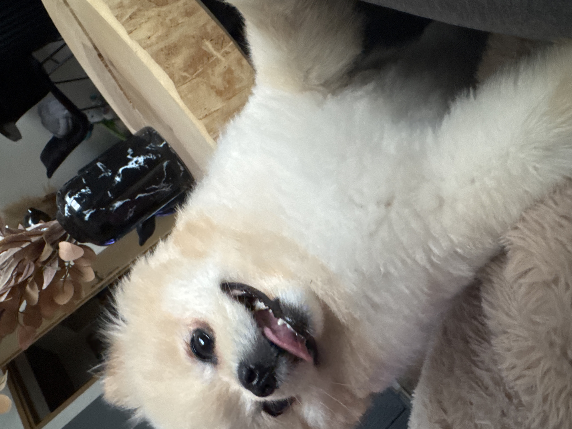 A fluffy, light-tan Pomeranian dog is lying on its back, tongue protruding slightly from its mouth. The dog's head is tilted towards the left. A black and white marble-patterned vase is visible behind the dog's head, along with a wooden shelf and dried floral arrangement. The background shows a hint of a grey surface. The location in the city of Bietigheim-Bissingen, Germany is not identifiable from the image.