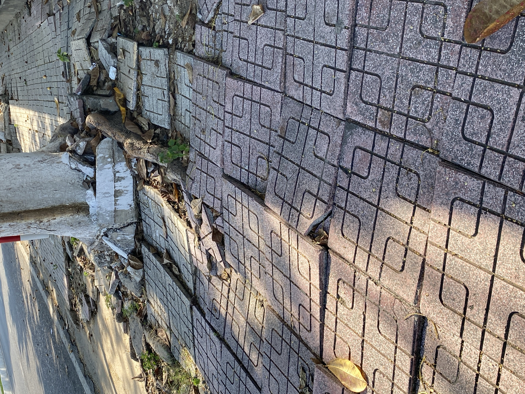 In Bac Nha Trang Ward, Vietnam, a sidewalk is severely damaged and uneven due to the intrusive roots of a large tree. Paving stones are cracked, dislodged, and elevated, creating a hazardous walking surface. Debris, including broken concrete chunks, dirt, and fallen leaves, is scattered amongst the damaged stones and around the base of the tree. The tree trunk, partially wrapped in white material, displays visible roots breaking through the ground. Sunlight casts shadows across the broken sidewalk, highlighting the extent of the disrepair. The scene depicts a common urban environmental issue where natural growth impacts man-made infrastructure.