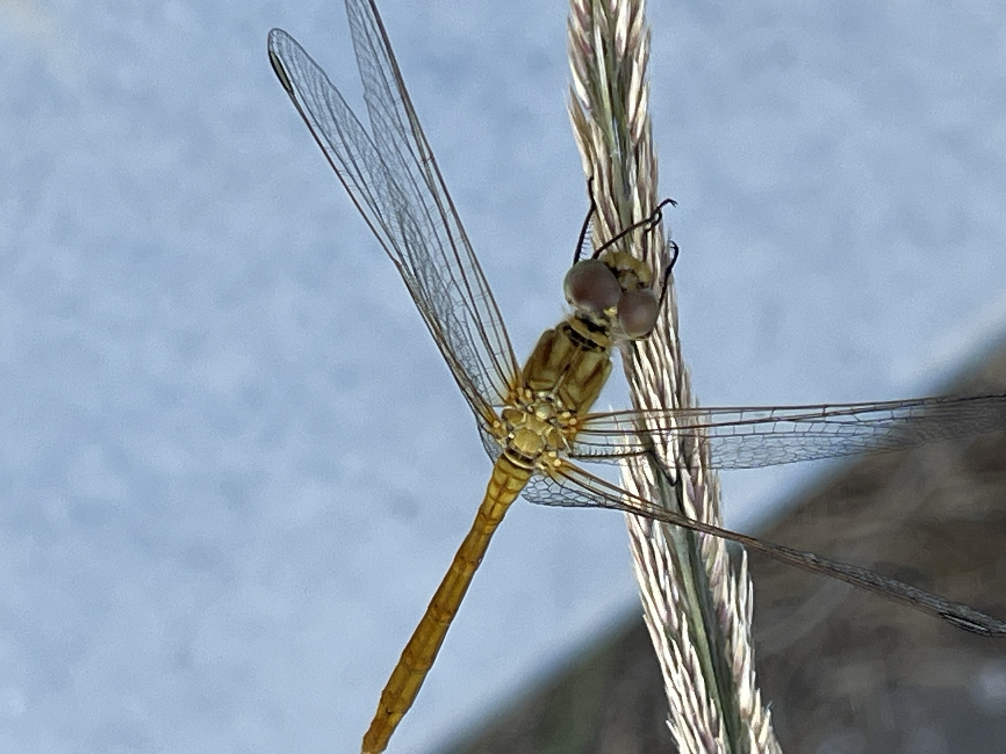 A close-up, low-angle shot captures a dragonfly perched on a stalk of grass. The dragonfly is predominantly yellow and brown, with transparent wings that show intricate veining. Its large, compound eyes are a prominent feature, and its long, segmented abdomen extends downwards. The stalk of grass is textured with vertical striations. The background is a soft, out-of-focus blue, suggesting a bright, possibly overcast sky. The lighting indicates it is daytime. The image was taken in Krasnyye Barrikady, Russia.