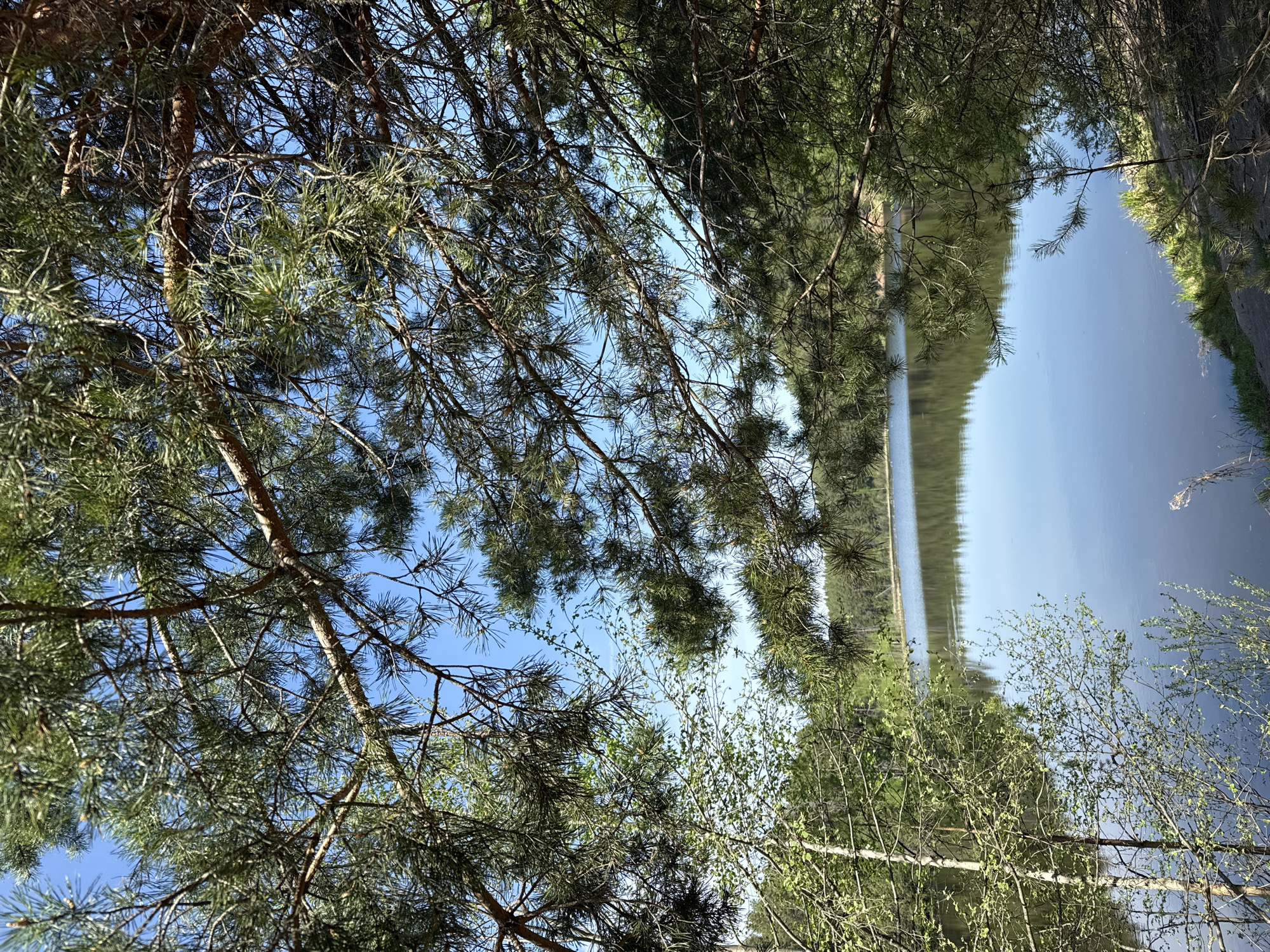 The image depicts a lake view framed by pine trees and other vegetation. The location is suggested to be in Votkinsk, Russia. The lake surface is calm, reflecting the sky and trees on the opposite shore. The trees, primarily pines, are in the foreground, partially obscuring the sky and lake. Other smaller trees and bushes are also visible near the water's edge. The sky is blue and clear.
