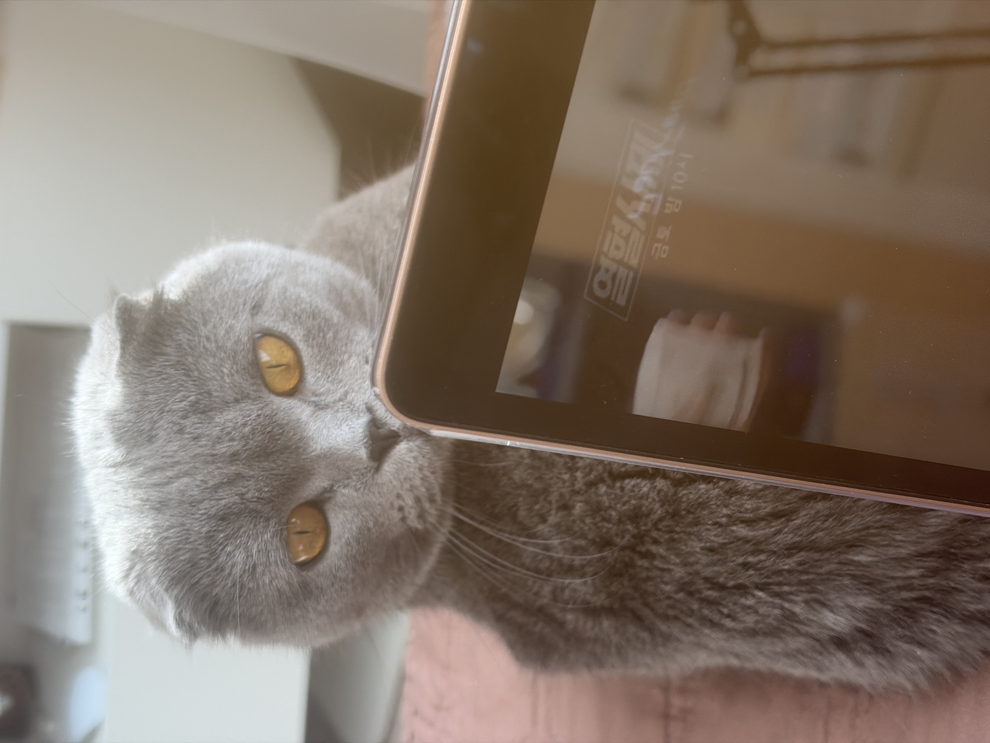 A gray Scottish Fold cat with yellow eyes is positioned next to an edge of a tablet with a reflection of light and Korean text on its surface. The background shows a window and a blurry image of what seems to be a white surface. The image appears to be taken indoors and there is no visible evidence to indicate it's specifically in St. Petersburg, Russia.