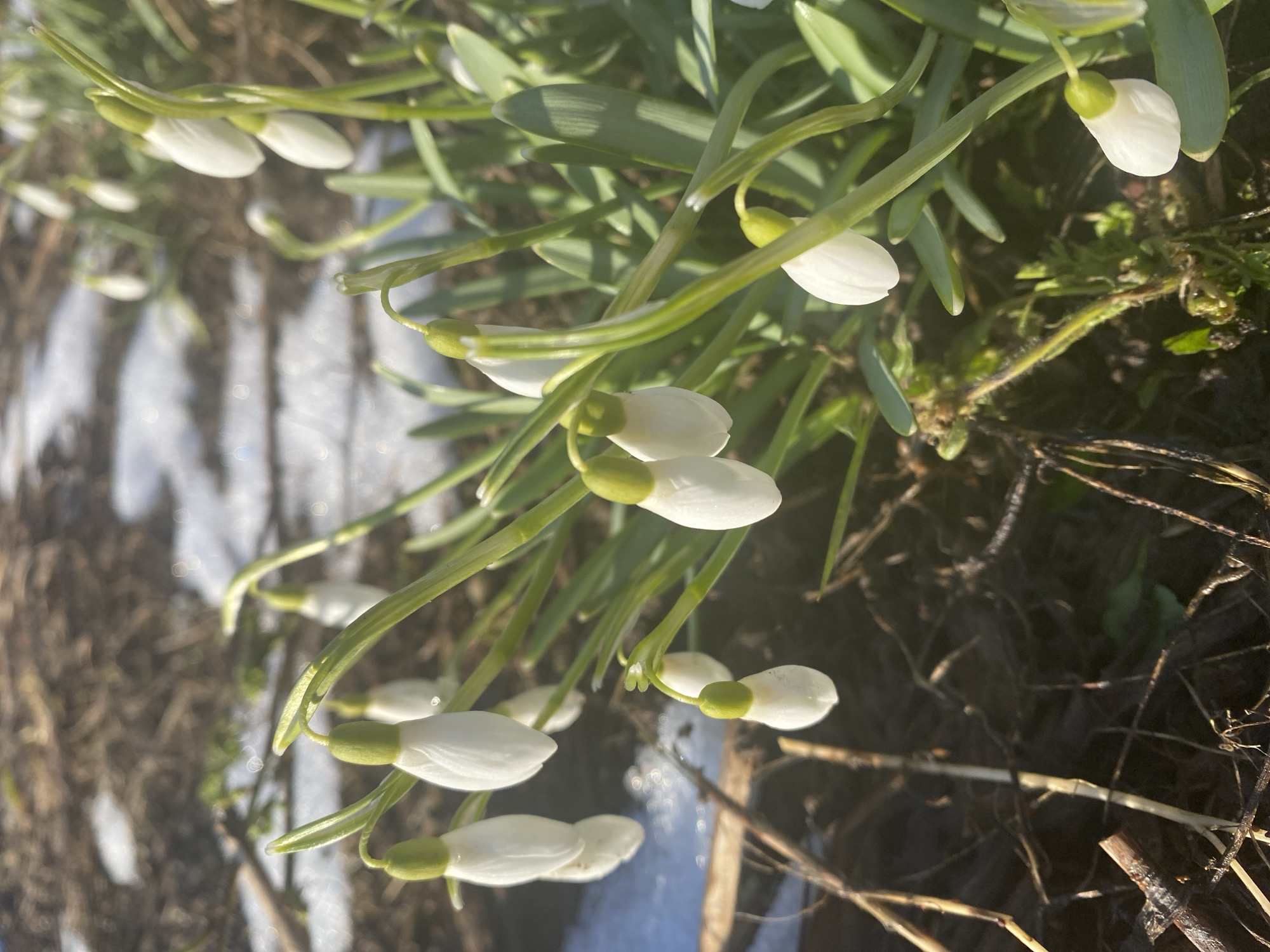 The image shows a close-up view of snowdrop flowers (Galanthus nivalis) growing in a garden bed. Some snow remains on the ground, indicating early spring. The background shows dark soil, twigs, and dead leaves. The location is likely Прикамский, Russia, based on the user's information. The flowers are mostly closed, with white petals forming a bell shape. The stems and leaves are green. The scene is natural and tranquil, focusing on the delicate beauty of the snowdrops emerging from the winter landscape.