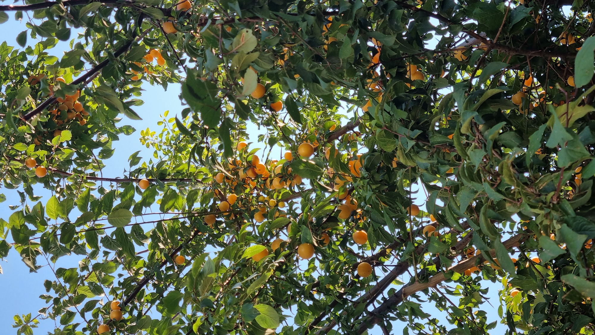This image depicts a plum tree laden with ripe, orange-yellow fruit, set against a clear blue sky. The branches are dense with green leaves, some of which are partially obscuring the fruit. The sunlight filters through the foliage, creating highlights on the plums and casting shadows. The scene is set in the picturesque village of Palaios Panteleimonas, Greece, known for its traditional architecture and lush vegetation. There are no people or animals visible in the frame. The composition emphasizes the abundance of the harvest and the natural beauty of the setting.