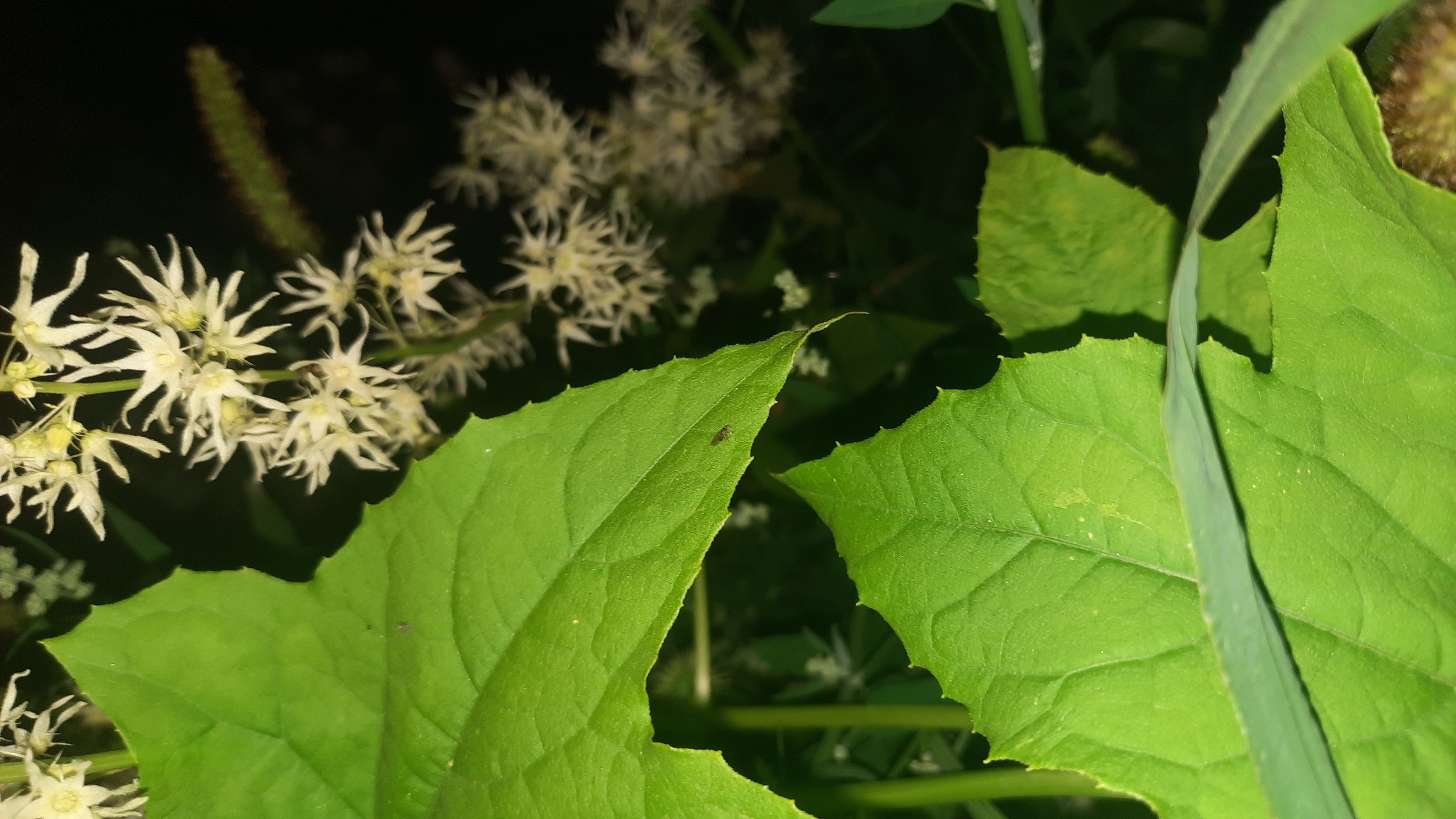 The image shows a close-up view of green leaves and white flowers against a dark background. In the center of the frame, a small, dark insect is visible on the surface of a large green leaf. The insect appears to be a fly. The leaves are textured with visible veins, and their edges are serrated. The white flowers are delicate and feathery, clustered on thin stems. The overall scene suggests an outdoor natural environment. The location is identified as Shklov, Belarus.