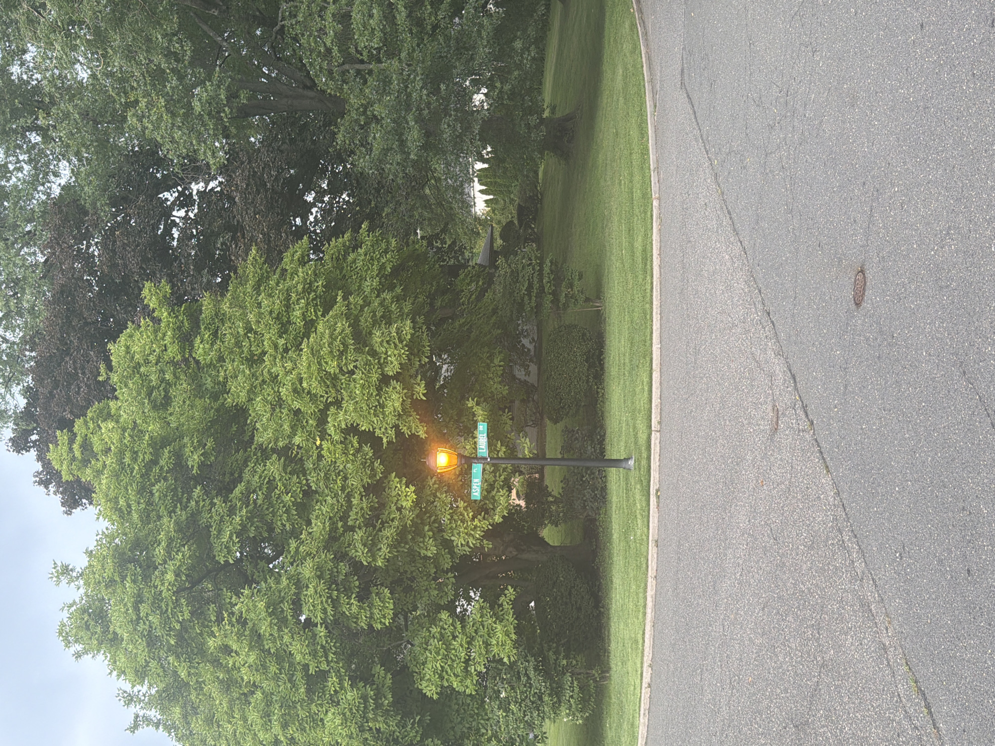 This image depicts a street corner in the Village of Great Neck, United States of America, featuring a black lamppost with an illuminated amber light and two green street signs, one labeled "ASPEN PL" and the other "LAUREL DR". The lamppost stands on a patch of green grass surrounded by a paved road with a concrete curb. Large deciduous trees with vibrant green foliage dominate the background, interspersed with darker-leaved trees and manicured shrubs. The sky above is overcast. The scene appears to be a residential area with well-maintained landscaping.