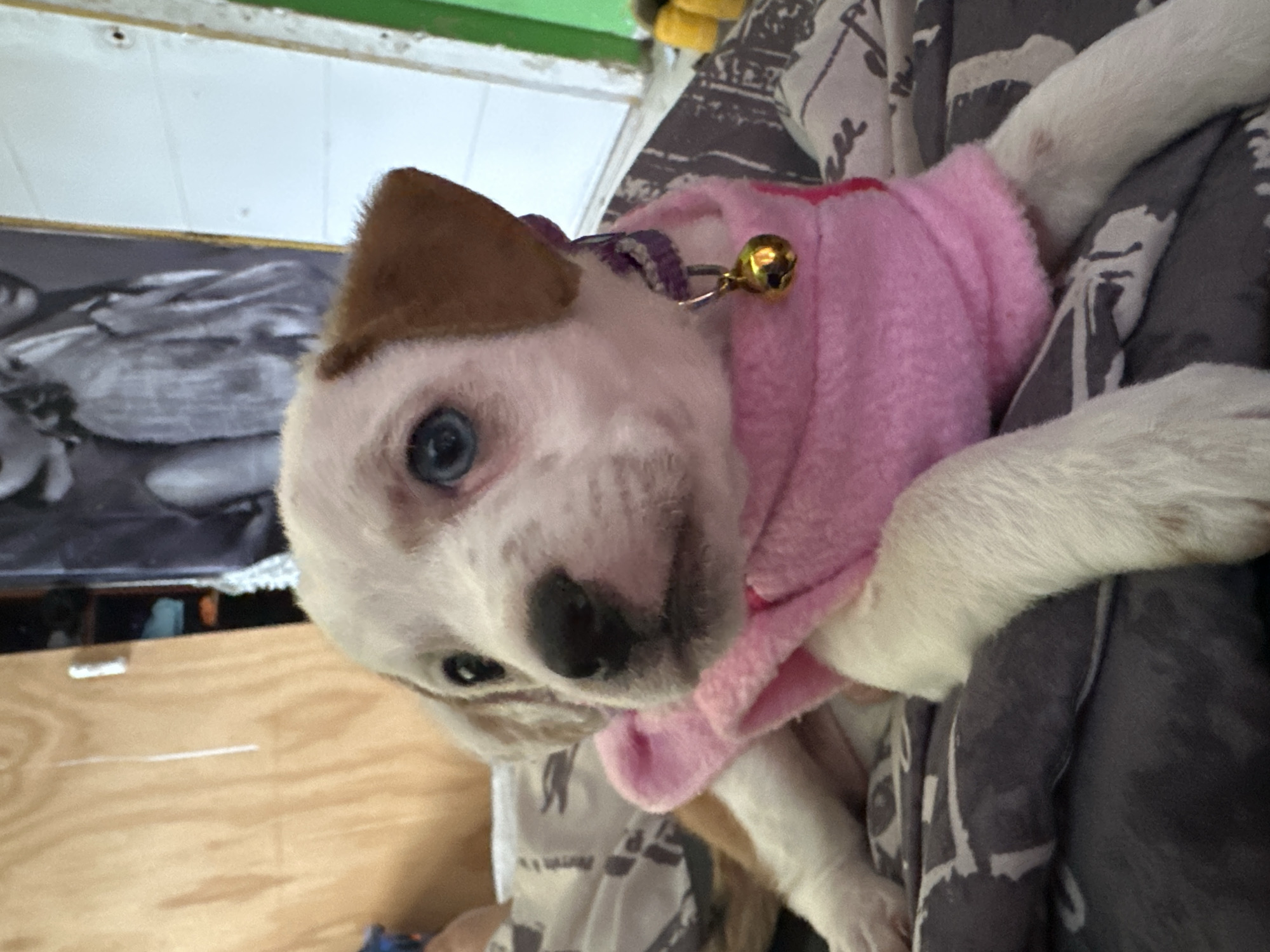 A close-up, tilted image shows a puppy wearing a pink fleece sweater. The puppy has primarily white fur, with a patch of brown fur on its left ear and light blue eyes. A purple collar with a gold bell is visible around the puppy's neck. The puppy is being held, with a person's shirt visible, featuring a black and white pattern. The background includes a wooden surface and a black and white photo on the wall. No information can be obtained about the location in Arica, Chile.