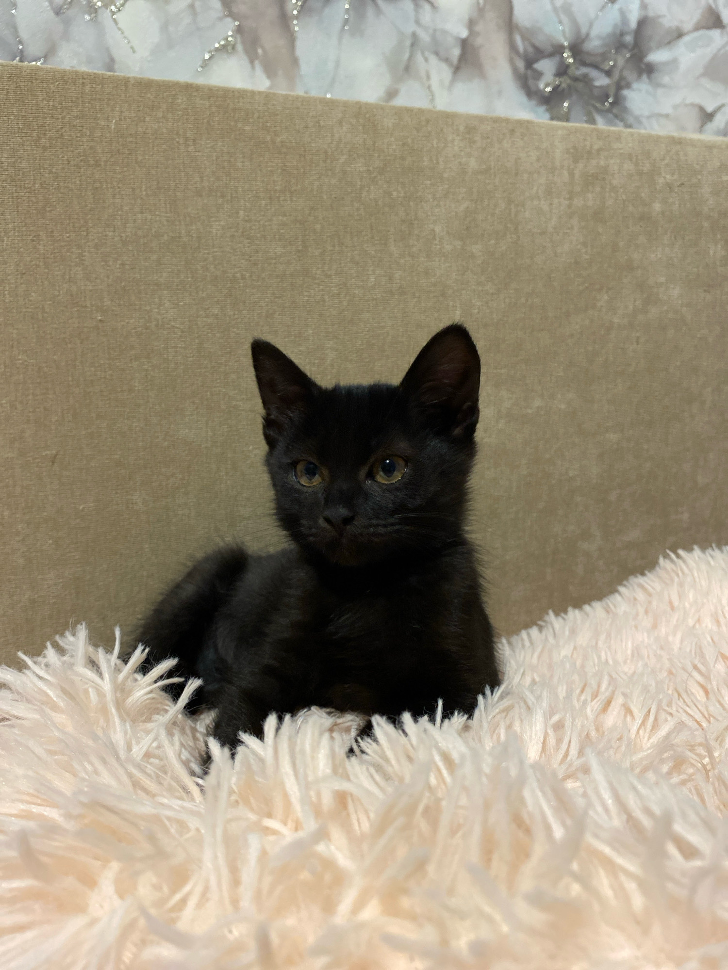 A black kitten with yellow eyes is resting on a fluffy pink blanket. The kitten is looking forward with its ears perked up. Behind the kitten, there is a textured beige surface and a blurry background with a floral pattern. The image is a close-up shot and does not contain any information about its location in Zhlobin, Belarus.