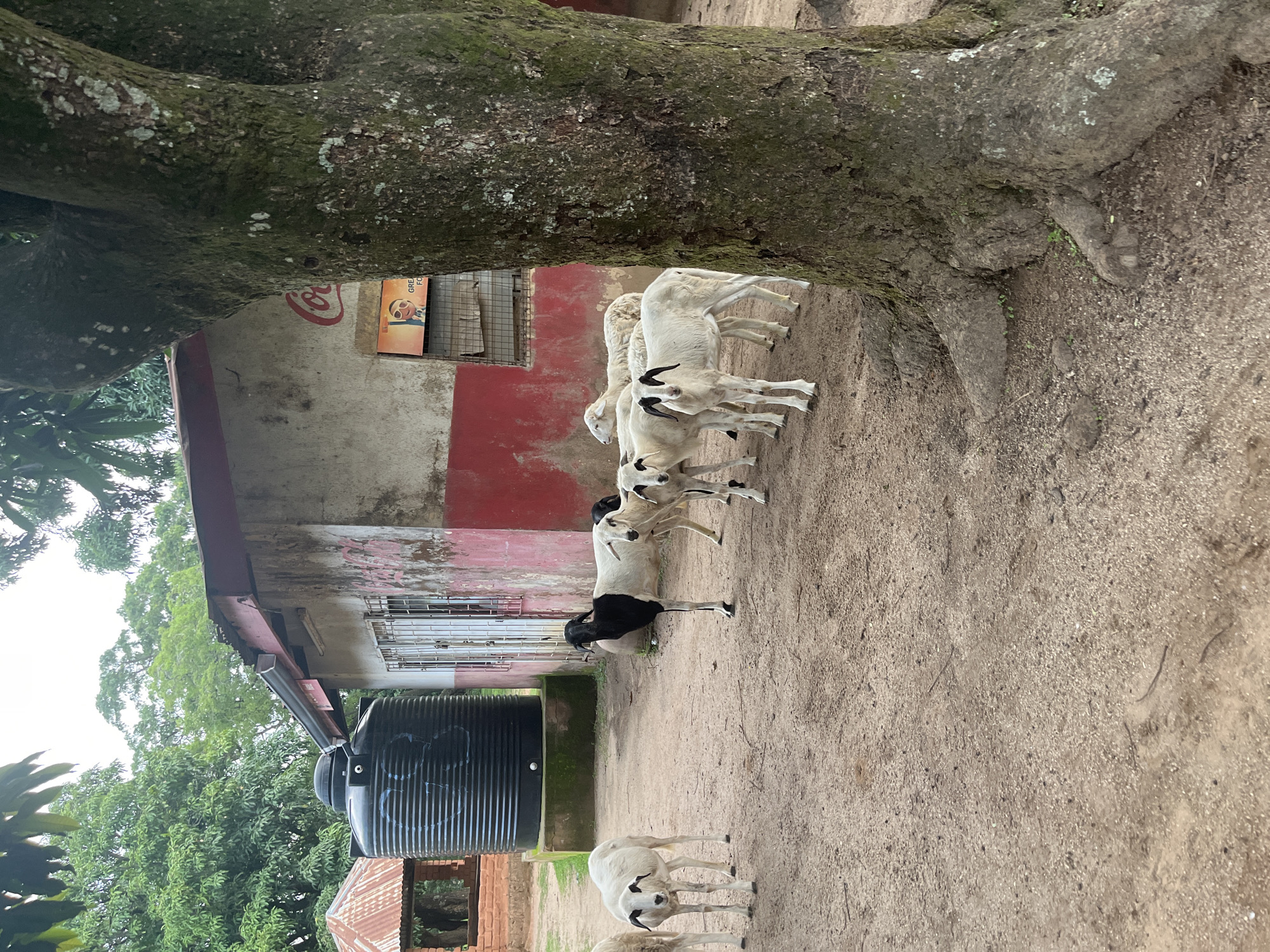 A group of sheep are gathered in a dusty yard in front of a worn building with red and white paint. A large, dark water tank is visible to the left of the building, next to a small, rustic shelter with a corrugated metal roof. A mature tree with mossy bark stands to the right of the building, its roots exposed. The building has barred windows and a Coca-Cola advertisement on its exterior. The ground is dirt and scattered debris. The overall impression is a rural or semi-rural setting.