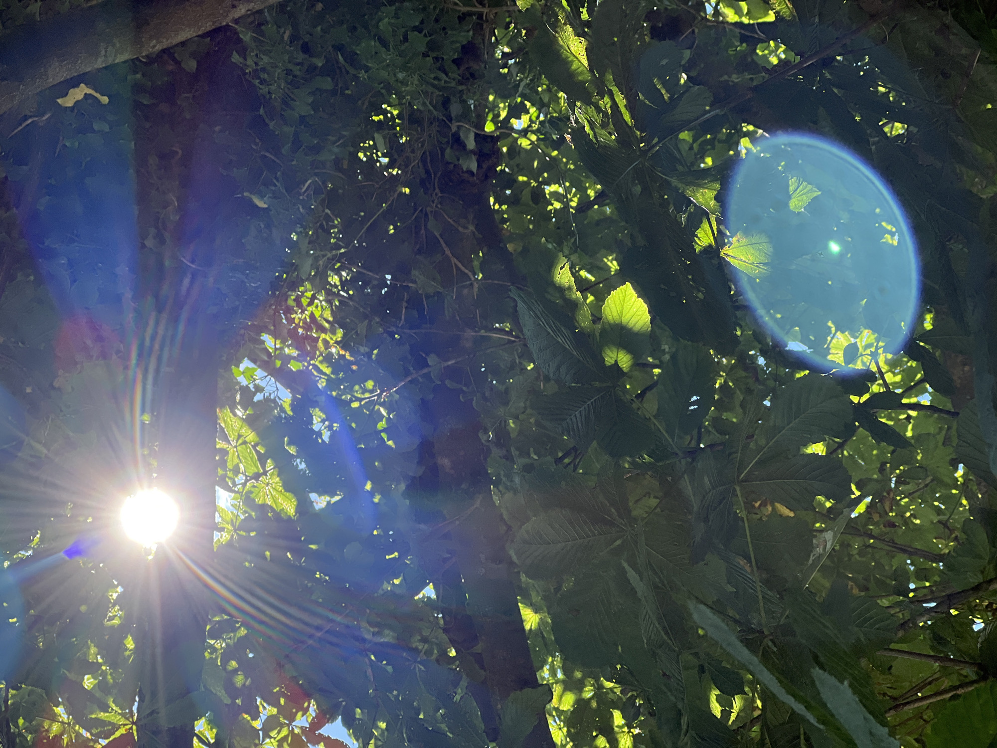 The image is an upward-looking view through dense green foliage, likely a tree canopy. The sun is prominently visible in the upper left quadrant, emitting strong rays and lens flares that create a bright, starburst effect. Sunlight filters through the leaves, illuminating them and creating dappled patterns. A large, dark branch runs horizontally across the mid-section of the frame. In the lower right, a circular lens flare with a blue hue is visible. The scene appears to be an outdoor natural environment. There are no people or animals visible. The setting suggests a park or garden area within Mountcharles, Ireland, given the dense tree cover and natural light.