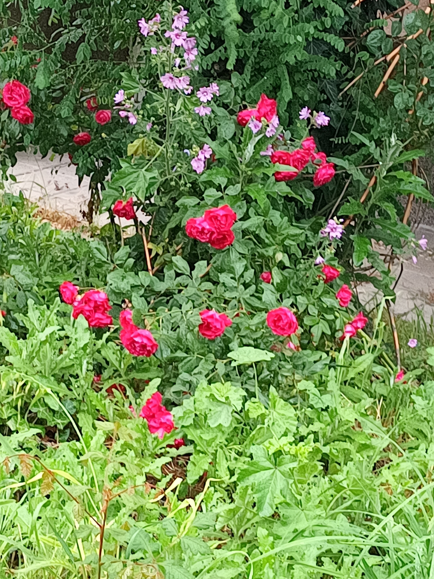 This close-up image captures a vibrant garden scene in Burgas, Bulgaria, dominated by lush green foliage and an abundance of blooming flowers. The primary subjects are numerous bright red roses, scattered throughout the frame, varying from tight buds to fully open blossoms. Interspersed among the roses and green leaves are clusters of smaller, delicate purple-pink flowers, possibly a variety of mallow, adding another layer of color and texture to the scene.
The dense greenery features a variety of leaf shapes and sizes, suggesting a mix of different plants and possibly some wild growth alongside cultivated species. Some slender, light-colored wooden stakes or supports are visible, particularly in the mid-ground and background, indicating that some plants might be supported or trellised. A light-colored, possibly white, wall or paved surface is partially visible behind some of the foliage on the left side and in the background, suggesting the edge of a property or path.
The scene is bathed in natural daylight, likely under soft or overcast conditions, as there are no harsh shadows, and the colors appear rich and well-saturated. There is no specific activity or event depicted, only a serene view of a flourishing garden. No text is visible in the image.