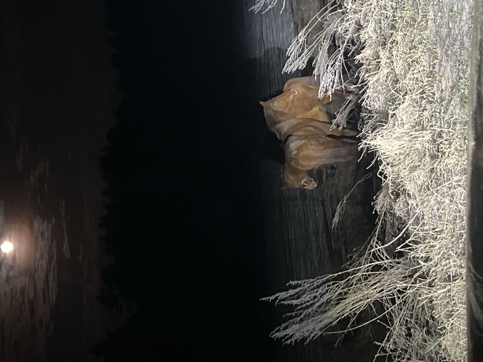 A low-light, vertically oriented photograph depicts a bronze sculpture of two lions in a possible park setting. The location is believed to be the city of Ledukhi, Russia.
The sculpture shows two lions, one stacked on top of the other in a possible playful interaction. They are situated against a dark, reflective vertical backdrop. To the right of the sculpture is a mass of frozen, wiry vegetation. In the lower left corner, a blurred orb resembling a moon or street light is visible behind dark, undefined shapes suggestive of trees or foliage. The composition suggests the photograph was taken at night or in extremely low light conditions.