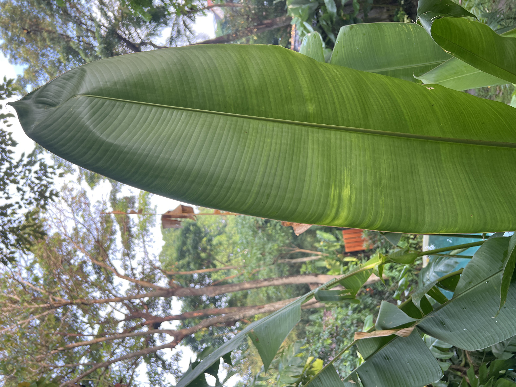 The image depicts large, green banana leaves in Kerobokan, Indonesia. The prominent leaf in the foreground exhibits parallel venation and a slightly variegated appearance. The background features blurred foliage and glimpses of a building structure, suggesting a lush, tropical environment. The scene is captured in natural daylight, casting soft shadows on the leaves.