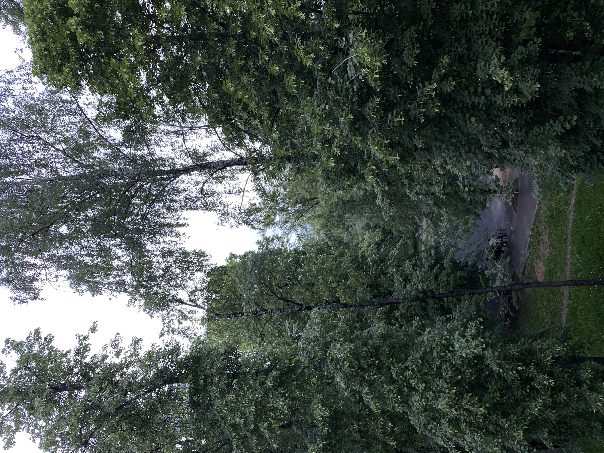 The image shows a scene in Khimki, Russia, dominated by lush green trees. Two distinct types of trees are visible, one with lighter green foliage and the other with darker green, denser leaves. A concrete pathway winds through the trees, with a glimpse of a bench and a couple of figures near the path. The environment suggests a park or green space. An overhead utility line cuts across the middle of the image. The sky is visible through the tree branches.