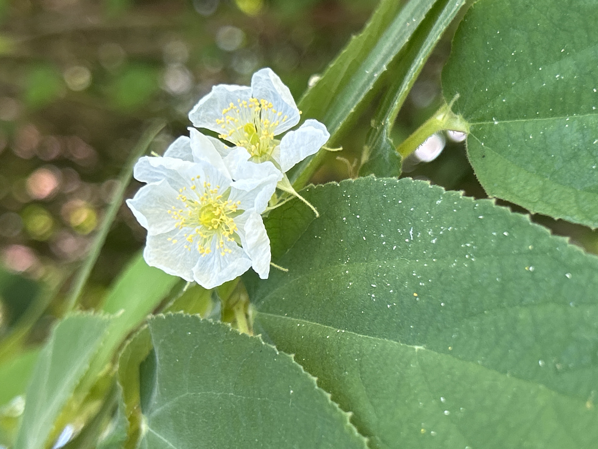 The image shows two white flowers with yellow stamens nestled among green leaves and a green stem. The leaves have serrated edges and are covered with tiny white dots. The background is blurred green, suggesting foliage. The location in the city of Lhokseumawe, Indonesia, is not visually discernible from the image. The photo appears to be a close-up shot of the plant. There are no people or actions visible.