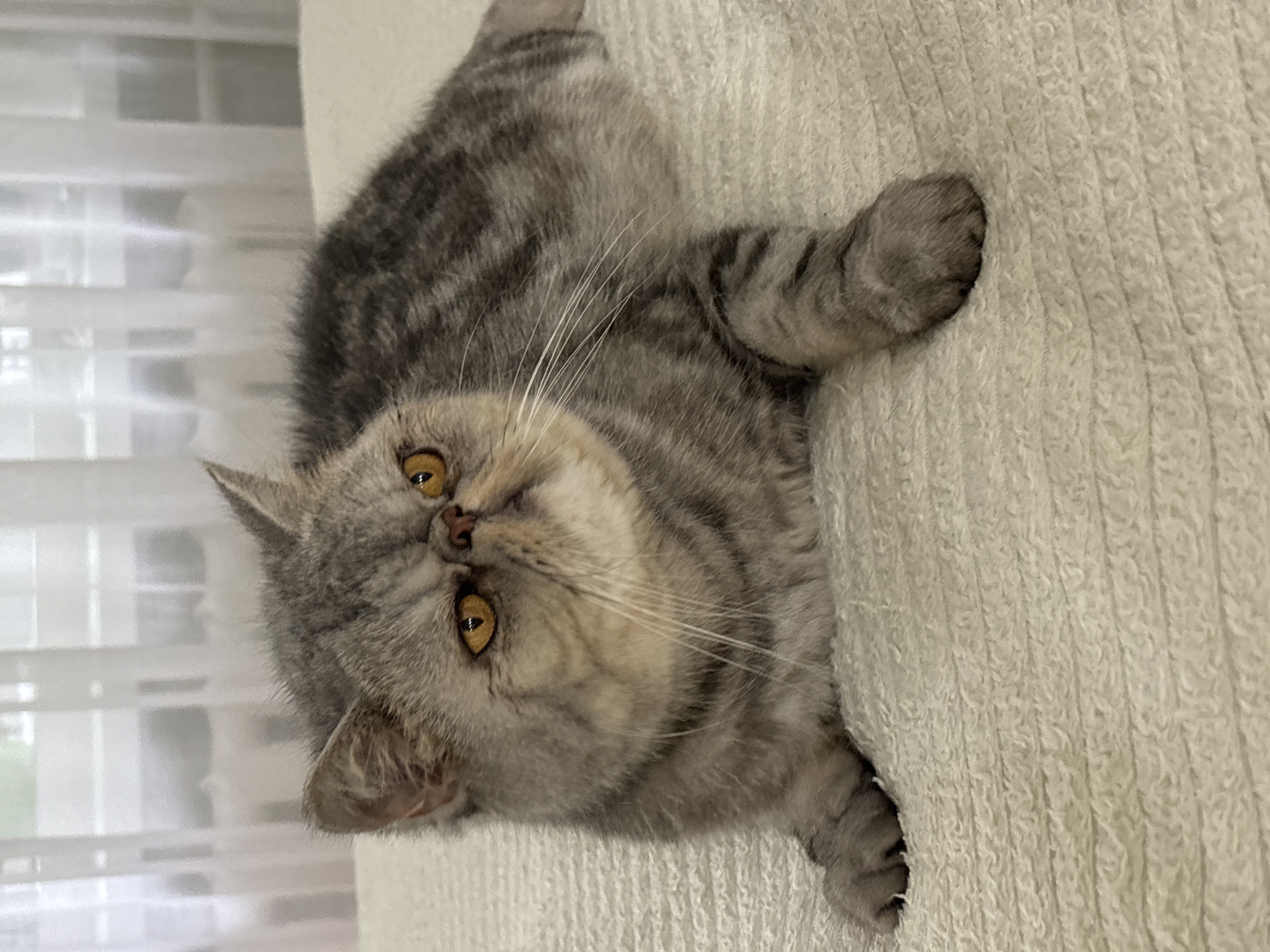An exotic shorthair cat with grey tabby markings and amber eyes is lying on a textured cream-colored surface. The cat is positioned diagonally in the frame, with its head on the left and its body extending to the right. The background consists of white sheer curtains, suggesting an indoor setting. The cat's expression is alert, with its ears pricked and its gaze directed slightly upwards and to the left. Its front paws are visible, one resting on the surface in the foreground. The scene does not provide any information about the city of Chaikovsky, Russia.
