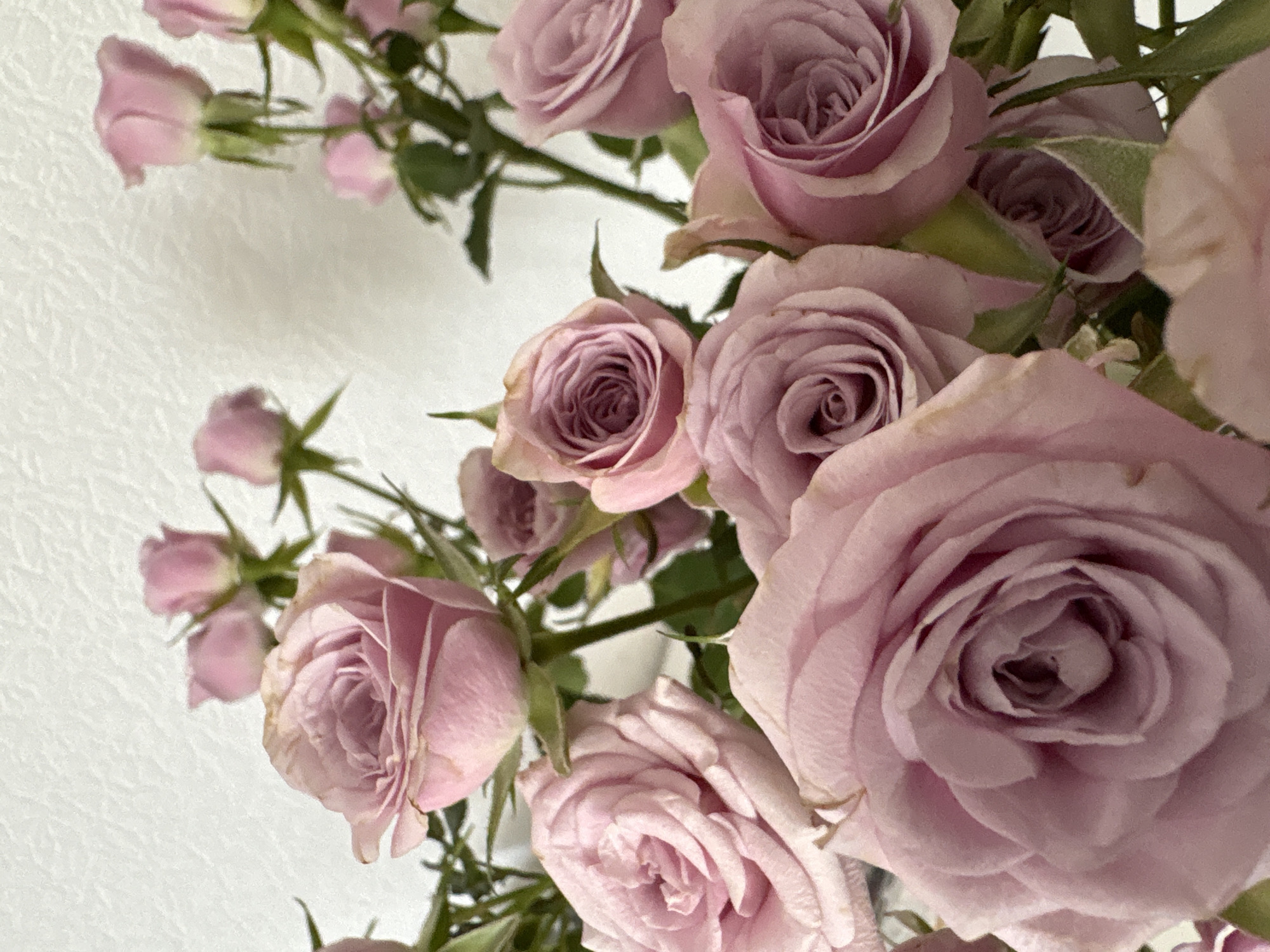 A close-up, vertical, eye-level shot focuses on a bouquet of pink roses against a textured white background. The roses are in various stages of bloom, with some fully opened and others still in bud. The petals are soft and delicate, with subtle variations in color and shading. Green stems and leaves are visible, adding a touch of contrast to the pink hues. The lighting is soft and diffused, creating a gentle ambiance. The image does not contain any specific landmarks or elements that would indicate a location in Kyiv, Ukraine.