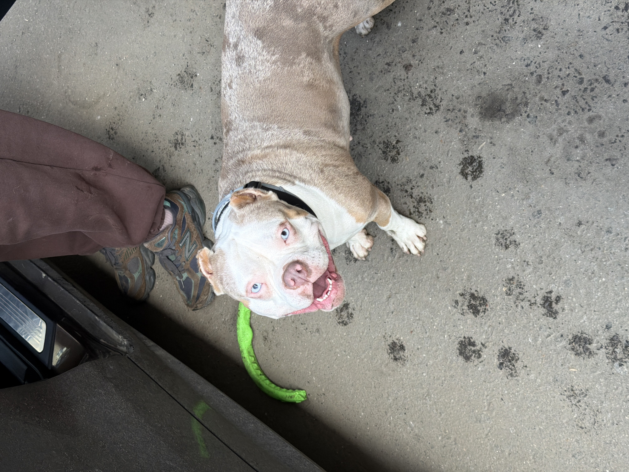 The scene depicts a tan, white, and light brown merle-patterned American Bully type dog with striking blue eyes, a pink nose, and a black collar. The dog is looking upwards with an open mouth, showing teeth and tongue, appearing to pant or smile. It is positioned on a grey, textured concrete or asphalt surface. To the left, a dark-colored vehicle door, possibly black or dark grey, is partially visible, showing dirt and scuff marks on its lower panel. A neon green, textured, snake-like dog toy is partially visible underneath the vehicle door, near the dog's head. Behind the dog, the lower legs and feet of an individual are present. The person is wearing brown or maroon athletic pants, stained or worn in areas, and dark-colored New Balance sneakers with brown, green, and black accents. Numerous dark, distinct paw prints are scattered across the ground, leading towards and around the dog, suggesting recent foot traffic by an animal on a wet surface or with residue on its paws. The specific location is the city of Moscow, Russia.