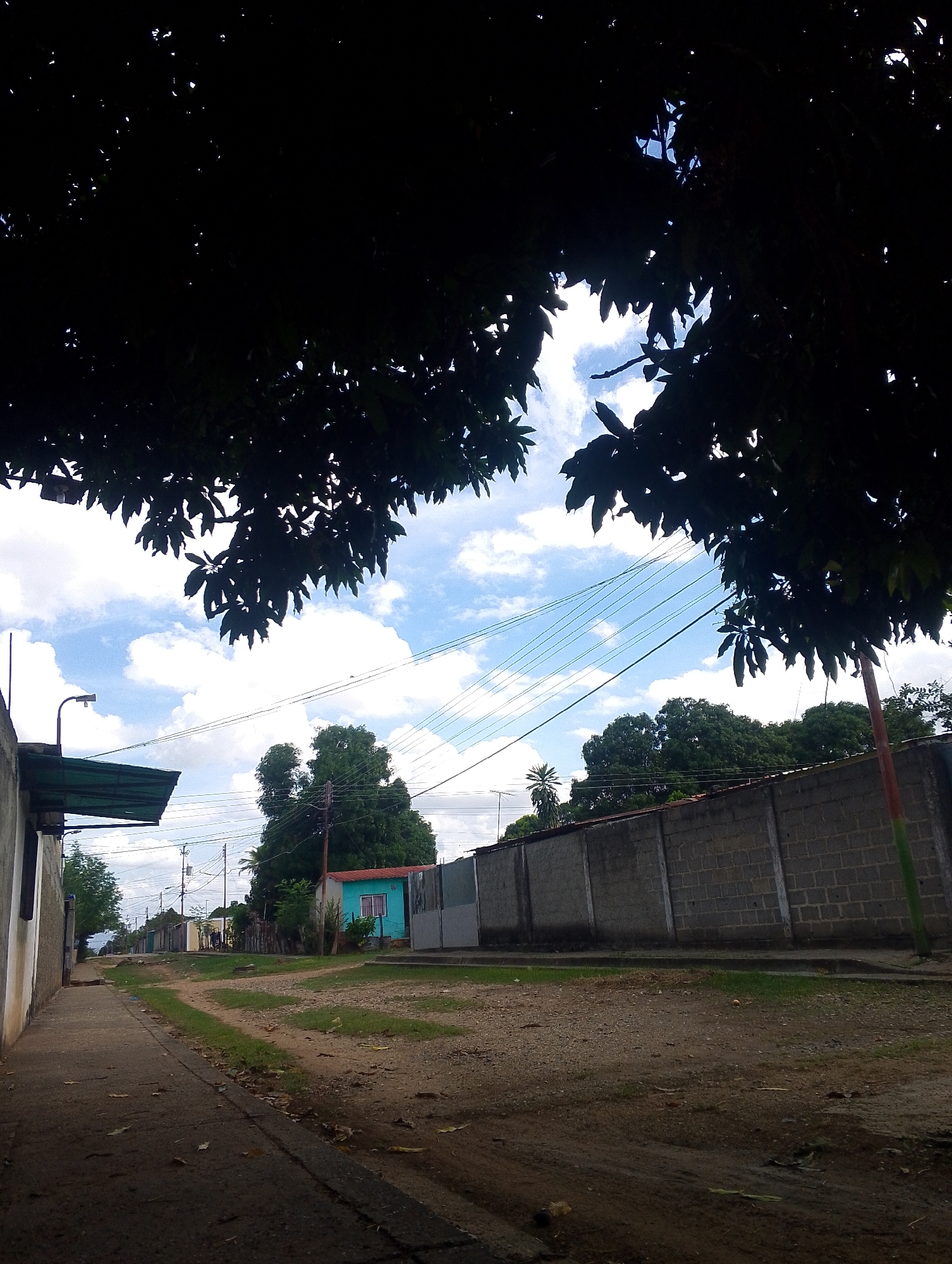 The image captures a quiet residential street scene, likely in San Carlos, Venezuela, framed from below by a dense canopy of dark green leaves and branches that dominate the top portion of the frame. Through the foliage, a bright blue sky with scattered white cumulus clouds is visible, indicating clear daytime weather.
The foreground shows a concrete sidewalk on the left, leading into the distance. Adjacent to it is an unpaved dirt road with visible tracks and patches of grass, suggesting regular use but not heavy traffic. On the immediate left, a light-colored building features a dark green awning and an overhead street lamp. Further down the street, various simple houses are visible, most notably a distinct turquoise-colored house with a red-framed window, adding a touch of color to the landscape. Along the right side of the street, a long, grey wall constructed from concrete blocks forms a boundary.
Utility poles laden with numerous power lines stretch across the sky, running parallel to the street. In the background and above the wall, several green trees with dense foliage are prominent. The scene appears devoid of people or vehicles, contributing to a calm and still atmosphere, characteristic of a quiet residential area. There is no visible text in the image.