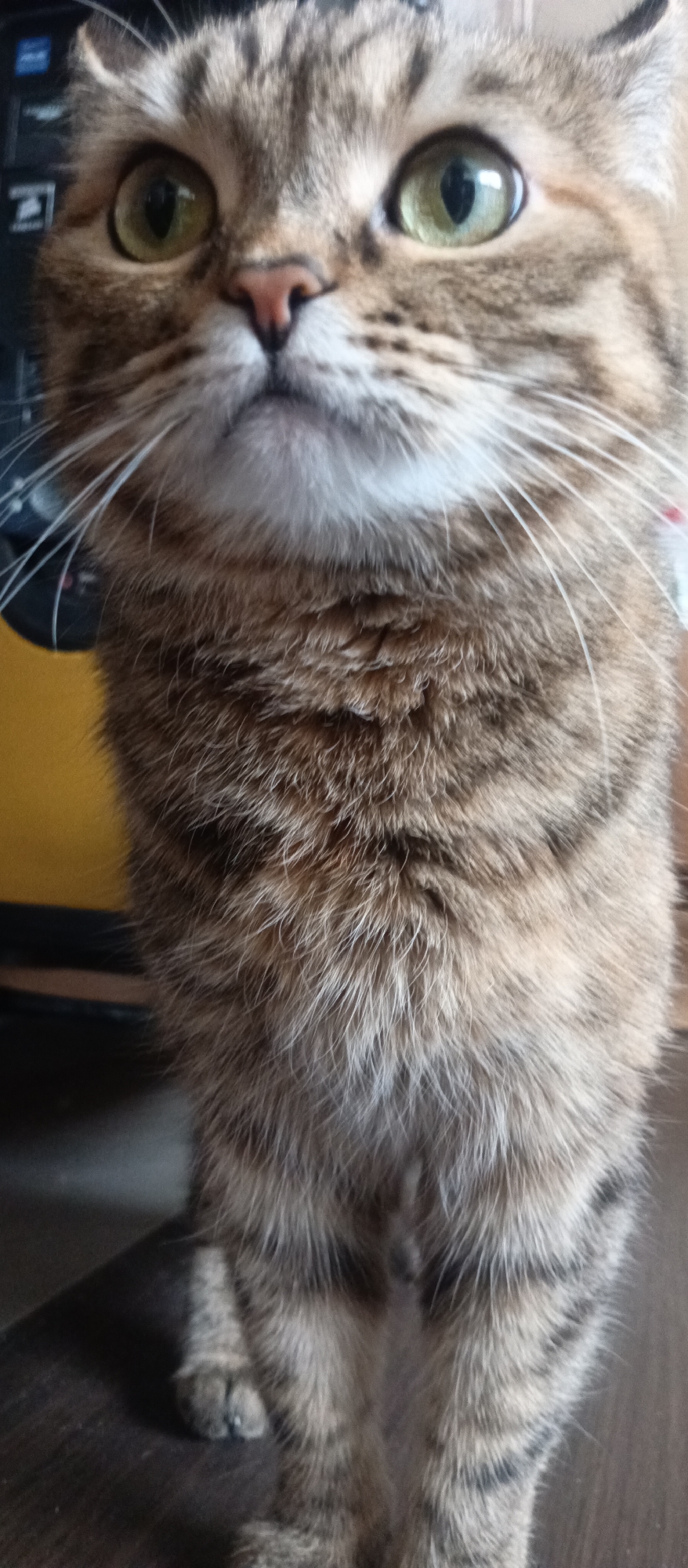A close-up, low-angle shot captures a tabby cat standing indoors, its face, chest, and front paws prominently featured. The cat has light brown and gray fur with distinct darker tabby stripes, particularly visible on its forehead, chest, and legs. Its large, round eyes are a striking vibrant green, with dark, vertical pupils, and they gaze intently upwards and slightly to the left, conveying a sense of alertness or curiosity. A small, pink nose sits above a white chin adorned with numerous long, white whiskers.
The cat's fluffy chest fur displays a mixture of lighter and darker brown and gray tones. Its front legs are visible, with one paw resting on a dark brown surface, likely a floor or furniture. In the blurred background behind the cat's head, parts of a dark electronic device, possibly a computer monitor, are visible. To the left, a bright yellow surface, perhaps a wall or piece of furniture, adds a subtle splash of color to the otherwise neutral palette. The overall lighting suggests an indoor, possibly daytime, setting. There is no visible text in the image.