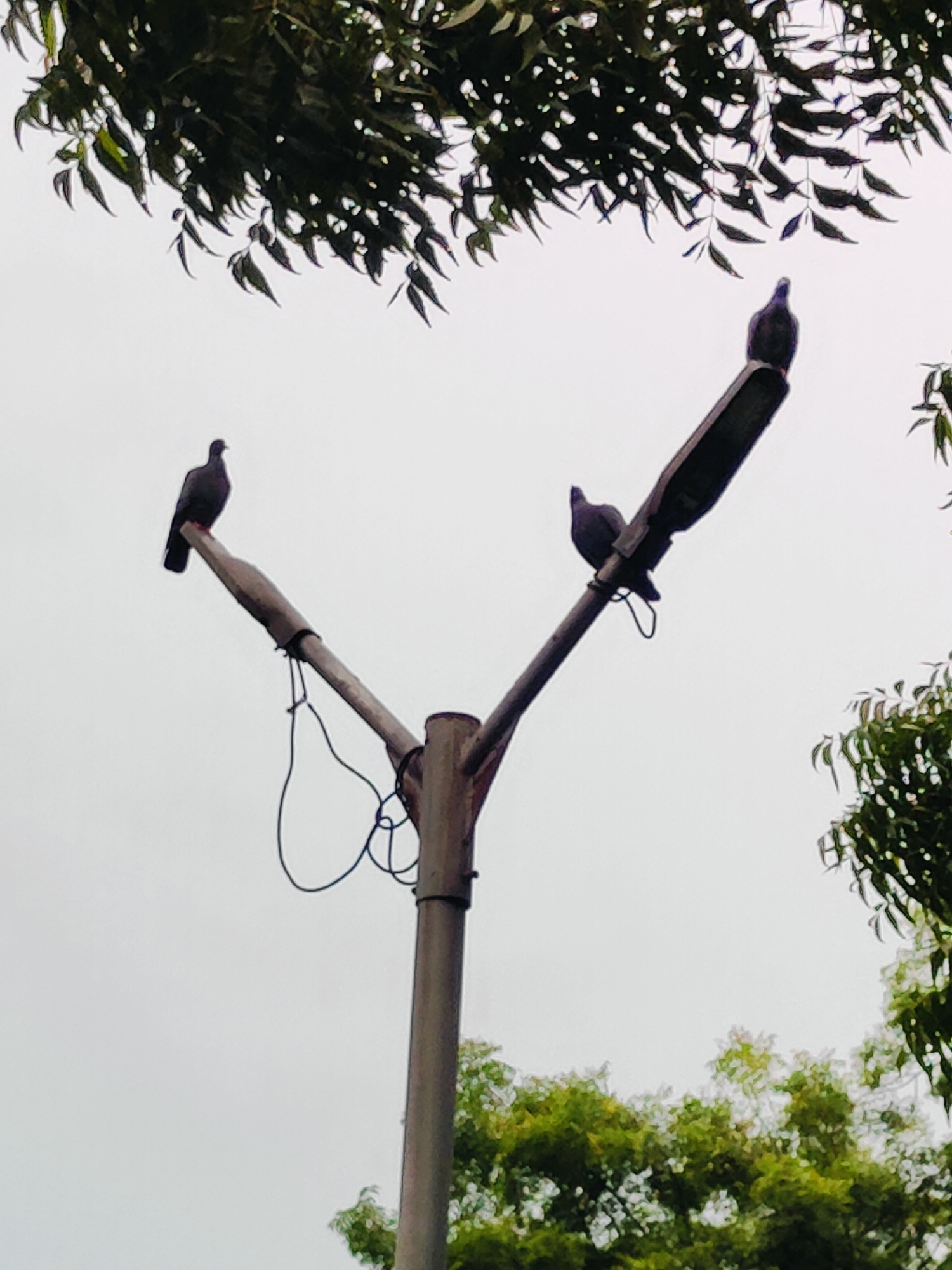 Three pigeons are perched on a street lamp in Gurgaon, India. The lamp has a Y-shaped structure with two arms extending horizontally. The pigeons are silhouetted against a pale sky, and their dark feathers are visible against the light background. The street lamp is made of metal and has wires attached to it. In the background, the leaves of trees are visible, suggesting an outdoor environment. The scene appears to be captured during daylight, with overcast conditions.
