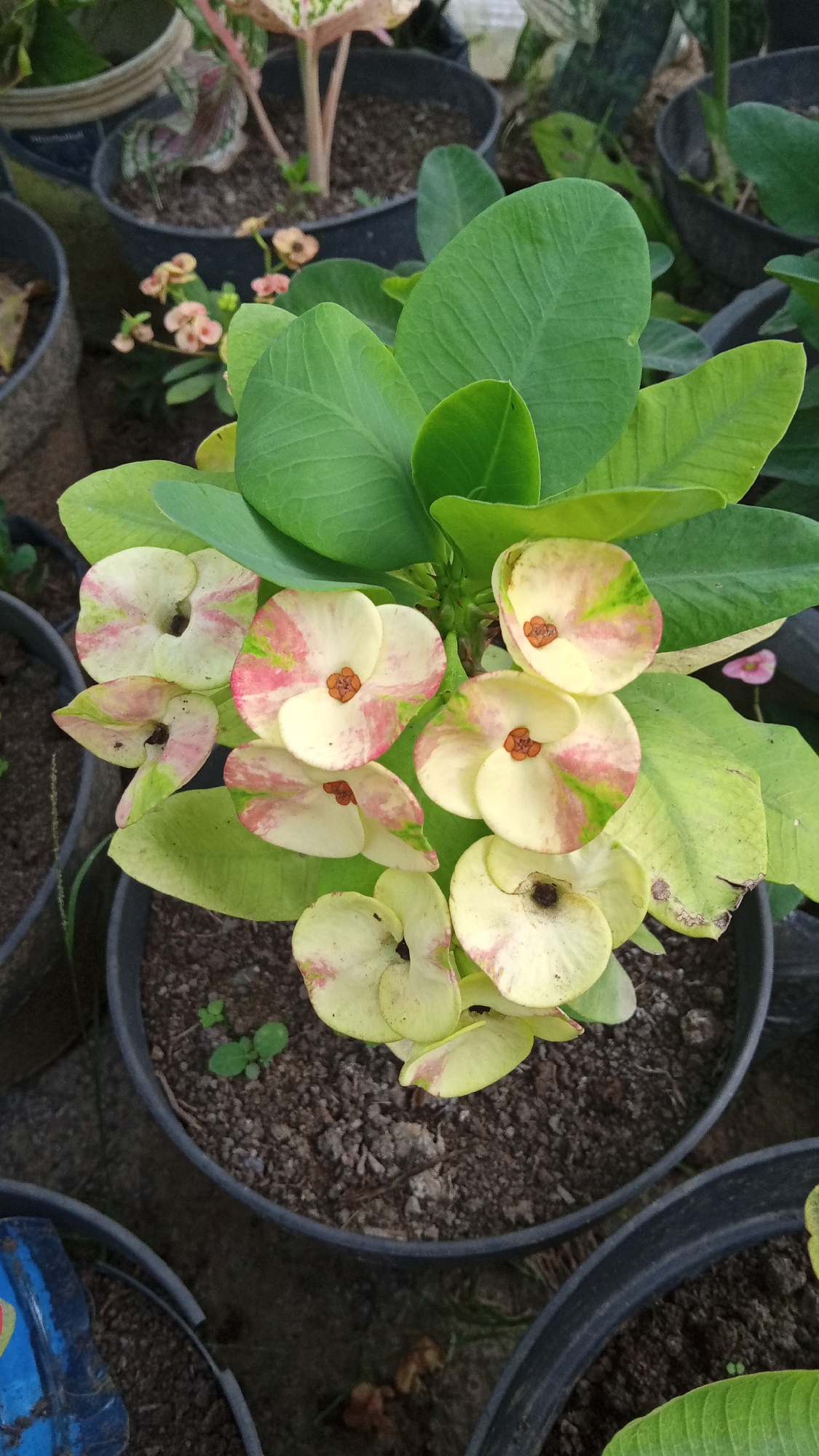 The image shows a close-up of a Crown of Thorns plant (Euphorbia milii) in a black plastic pot. The plant has vibrant green leaves and a cluster of pale yellow flowers with pink and green markings. Each flower has a small, reddish-orange center. The plant is in a garden setting, with other potted plants visible in the background, including one with colorful foliage. The ground appears to be covered with soil and some dry leaves. The lighting suggests it is daytime. No people are visible in the image, and there is no visible text. The overall scene is a close-up, detailed view of a flowering plant, emphasizing its colors and textures. The location is identified as Palohpanyang, Indonesia.