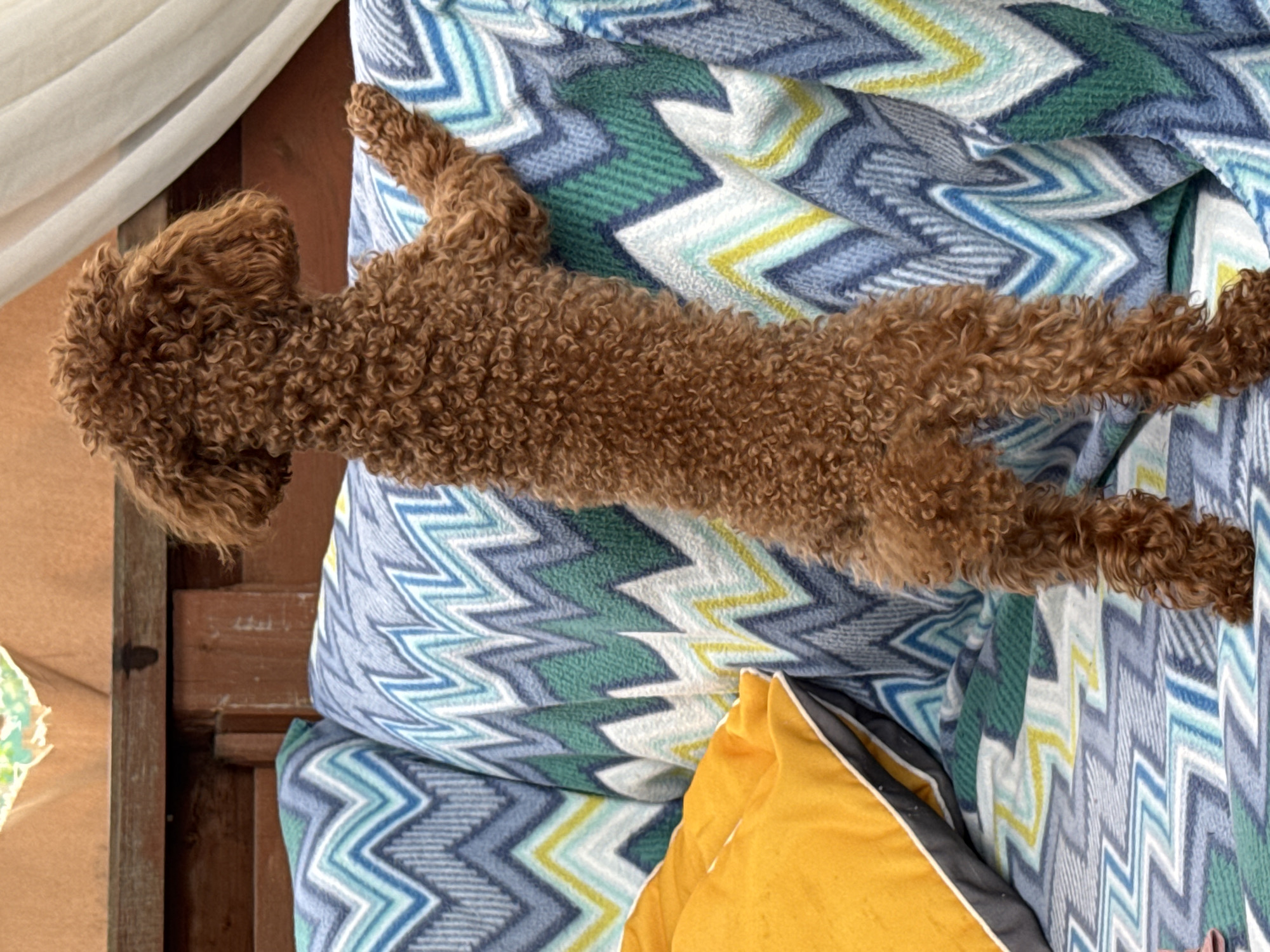 A small, reddish-brown poodle stands on its hind legs, leaning its front paws on a sofa with a colorful zig-zag patterned upholstery. The poodle's back is to the camera. The sofa is positioned outdoors, possibly on a patio or balcony, as indicated by the wooden structure behind it and the glimpse of white curtains or fabric to the right. A bright yellow cushion is partially visible on the left side of the sofa. The background suggests an outdoor setting, with wooden planks forming a partition and a draped fabric element. The poodle's fur is tightly curled, and its body is elongated as it stretches upwards. The overall scene is casual and appears to be a moment captured in a domestic, outdoor environment.