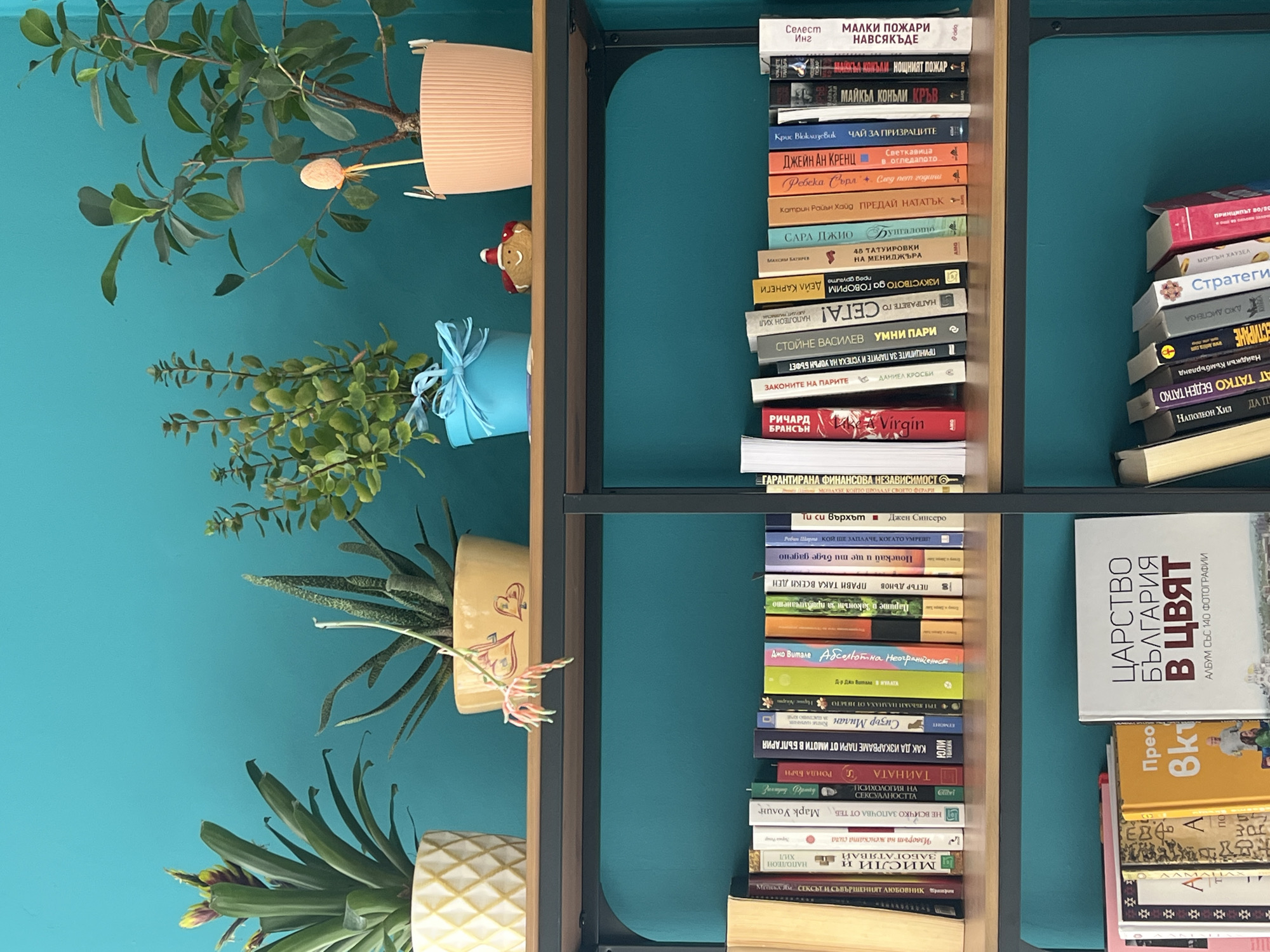 An indoor scene features a modern shelving unit set against a vibrant teal-colored wall. The shelves are made of dark metal frames with light wood panels.
On the left side of the shelving unit, an assortment of potted plants adds greenery to the space. The top shelf holds a leafy plant in a peach-colored ribbed pot, next to a small gingerbread man ornament and a light blue gift box tied with a bow. Below, a spikier succulent-like plant resides in a yellow pot decorated with red hearts. The bottom shelf showcases another larger succulent-style plant in a white patterned pot.
The right side of the shelving unit is densely packed with books, predominantly in Bulgarian, indicating the location is likely Bulgaria. The books are mostly arranged vertically, with some horizontal stacks. Prominent titles visible include "Малки пожари навсякъде" (Little Fires Everywhere) by Celeste Ng, "Нощният пожар" (The Night Fire) by Michael Connelly, "Like a Virgin" by Richard Branson, "Ти си върхът" (You Are a Badass) by Jen Sincero, "Тайната" (The Secret) by Rhonda Byrne, and "Мисли и забогатявай" (Think and Grow Rich) by Napoleon Hill. A horizontal stack on the far right includes "Царство България в цвят" (Kingdom of Bulgaria in Color), an album with 140 photographs. Another visible title is "Богат татко беден татко" (Rich Dad Poor Dad).
The arrangement suggests a well-organized personal library or living space. No specific activity is taking place, but the setup implies a love for reading and indoor plants. The lighting is even, illuminating the scene clearly.