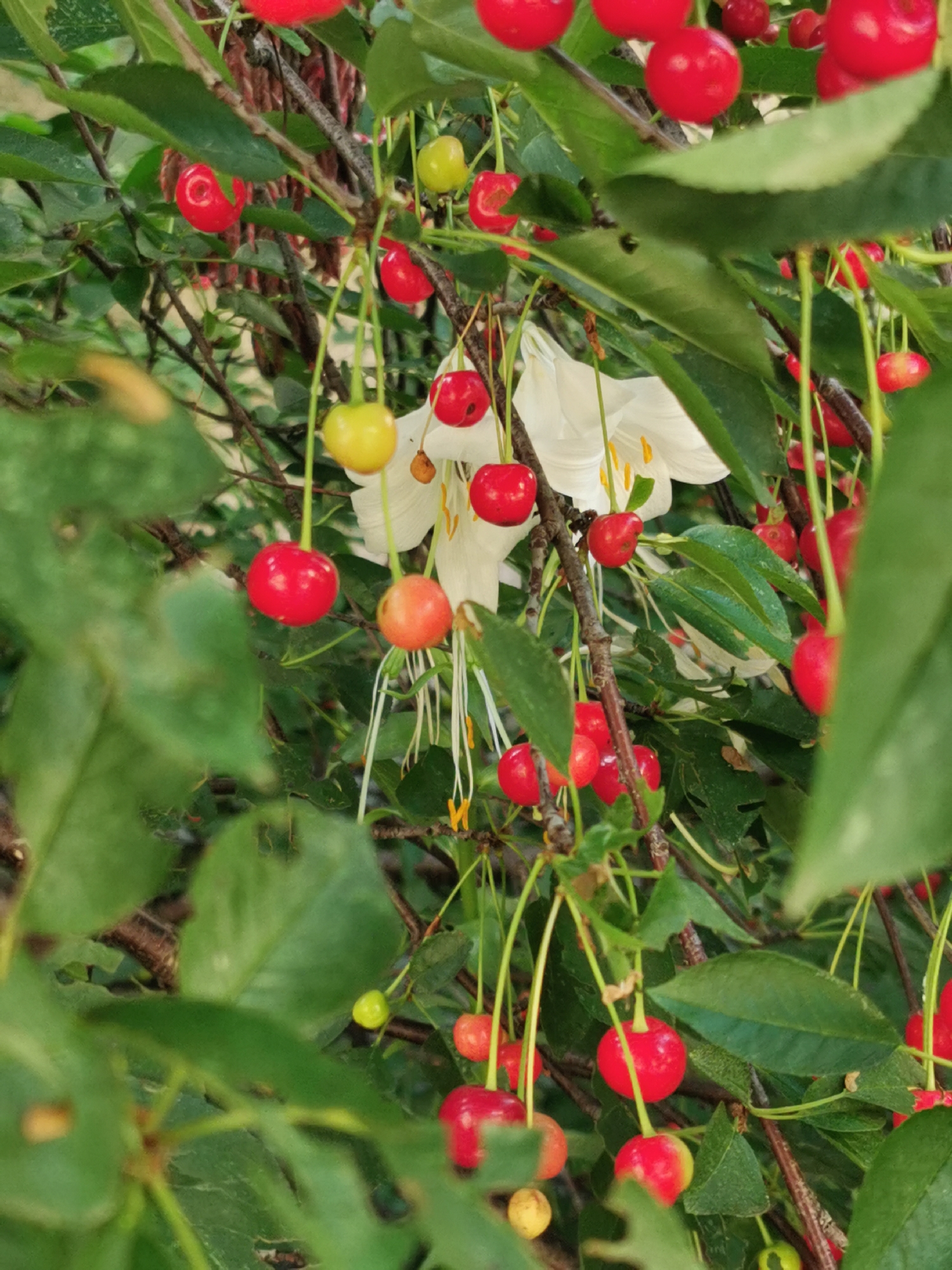 The image displays a close-up view of a cherry tree laden with ripe red cherries and a few unripe yellow and orange ones. Several white cherry blossoms with yellow stamens are also visible amongst the fruit and green leaves. The cherries hang from thin stems, some clustered together, others appearing individually. The branches of the tree are dark brown and gnarled, providing a textured contrast to the smooth fruit and foliage. The overall impression is one of abundance and the peak of the cherry season. The setting appears to be outdoors, likely in a garden or orchard, with a soft, natural light suggesting daytime. The lush greenery and the presence of ripe fruit evoke a sense of freshness and natural beauty. No people or text are visible in the image. The location context of Sofia, Bulgaria, suggests this scene could be observed during late spring or early summer when cherries are in season.