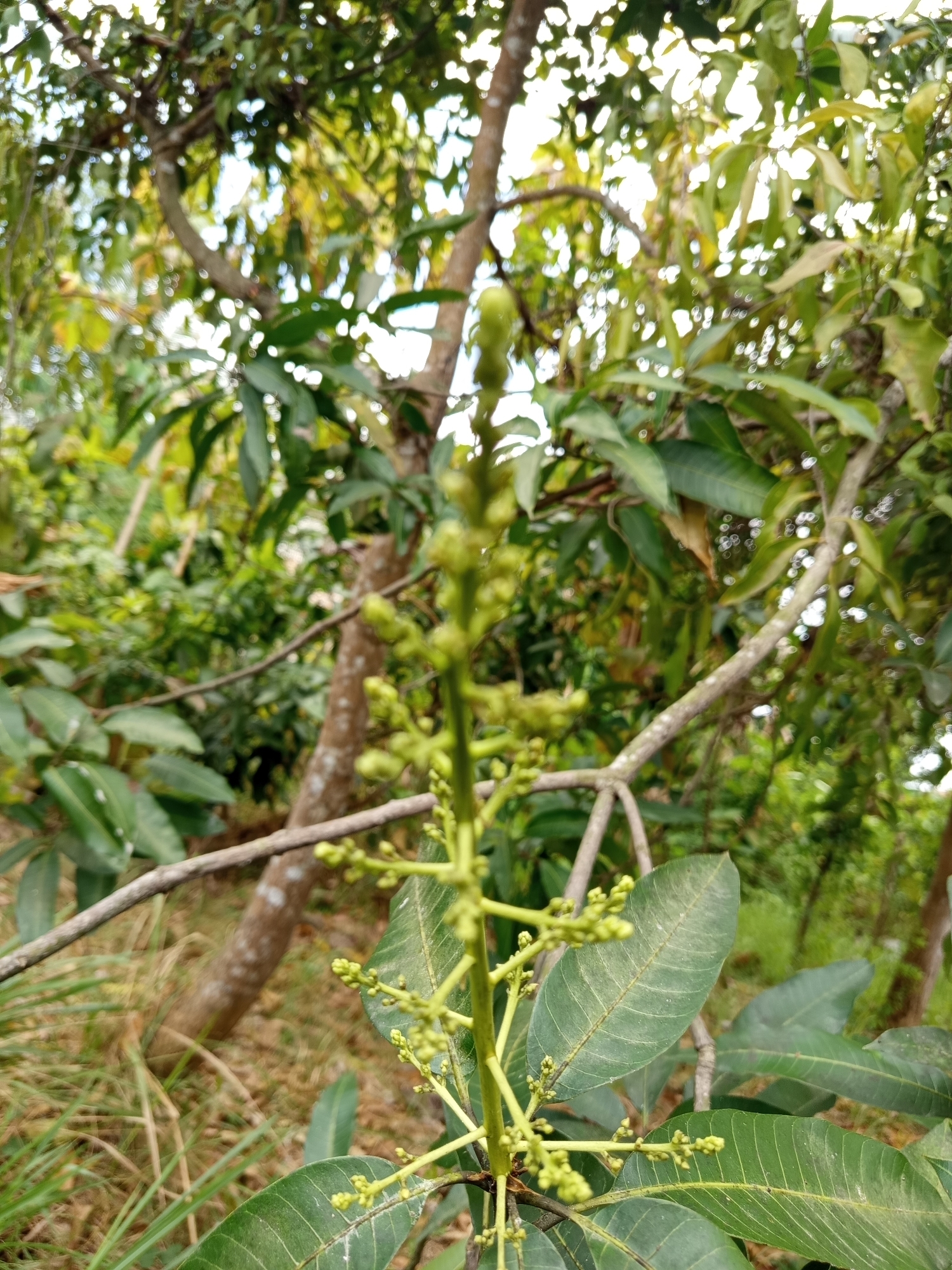 The image shows a close-up of a mango tree branch with developing flower buds in the foreground. The background is blurred, featuring more of the tree's foliage, a trunk, and the surrounding environment of Pajagalan, Indonesia. The lighting suggests it is daytime. There are no people or animals visible in the frame.